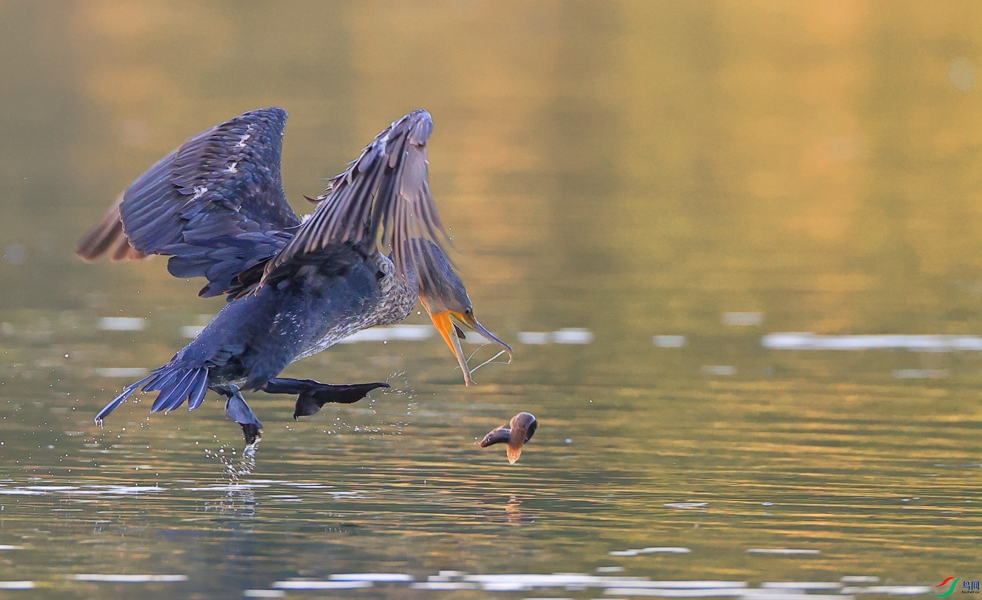 ������+<��ϧ��>+ľ�ӽ�