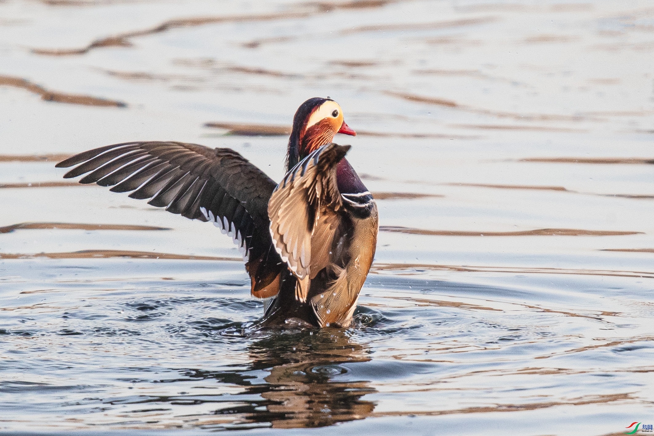 _90I9470 ����.jpg