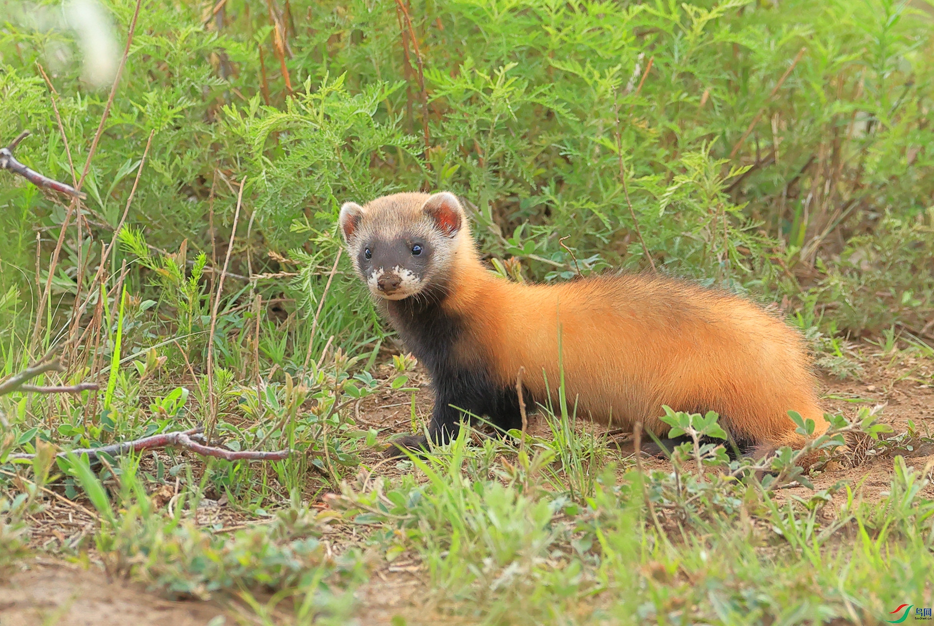 ������+<���ȵİ���>+ľ�ӽ�