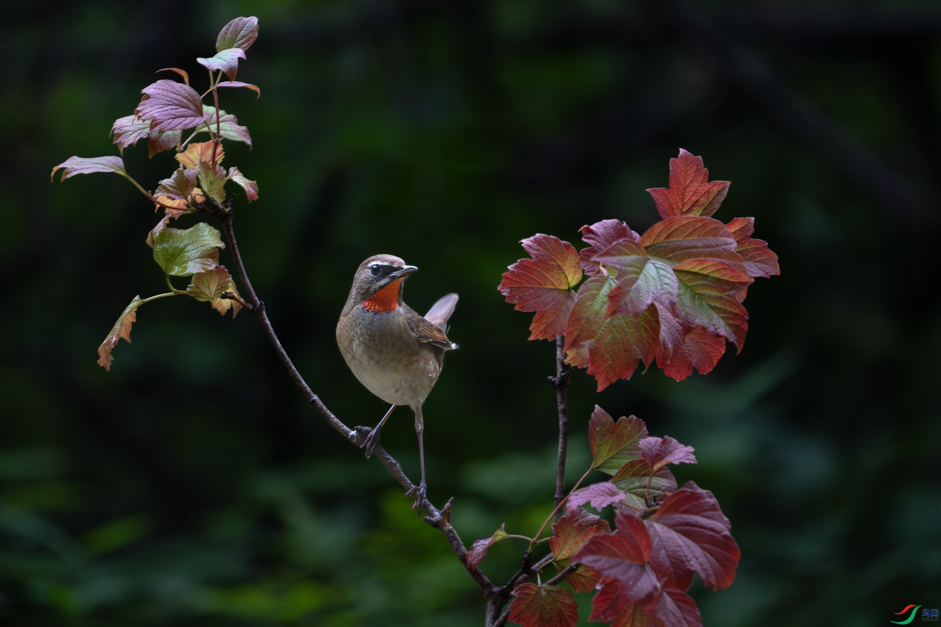 DSC08218-����ǿ-NR.jpg