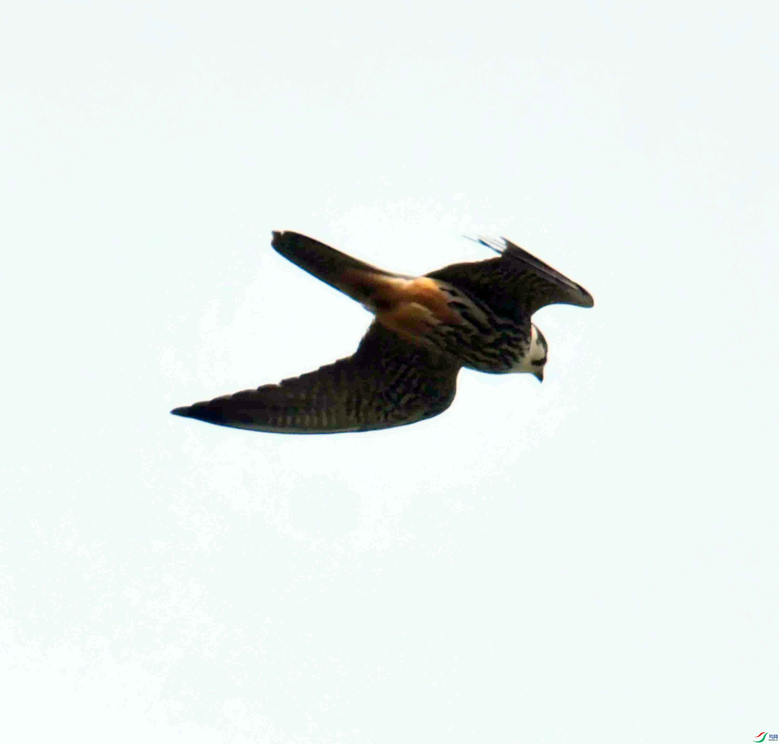 DSC_0345.JPG