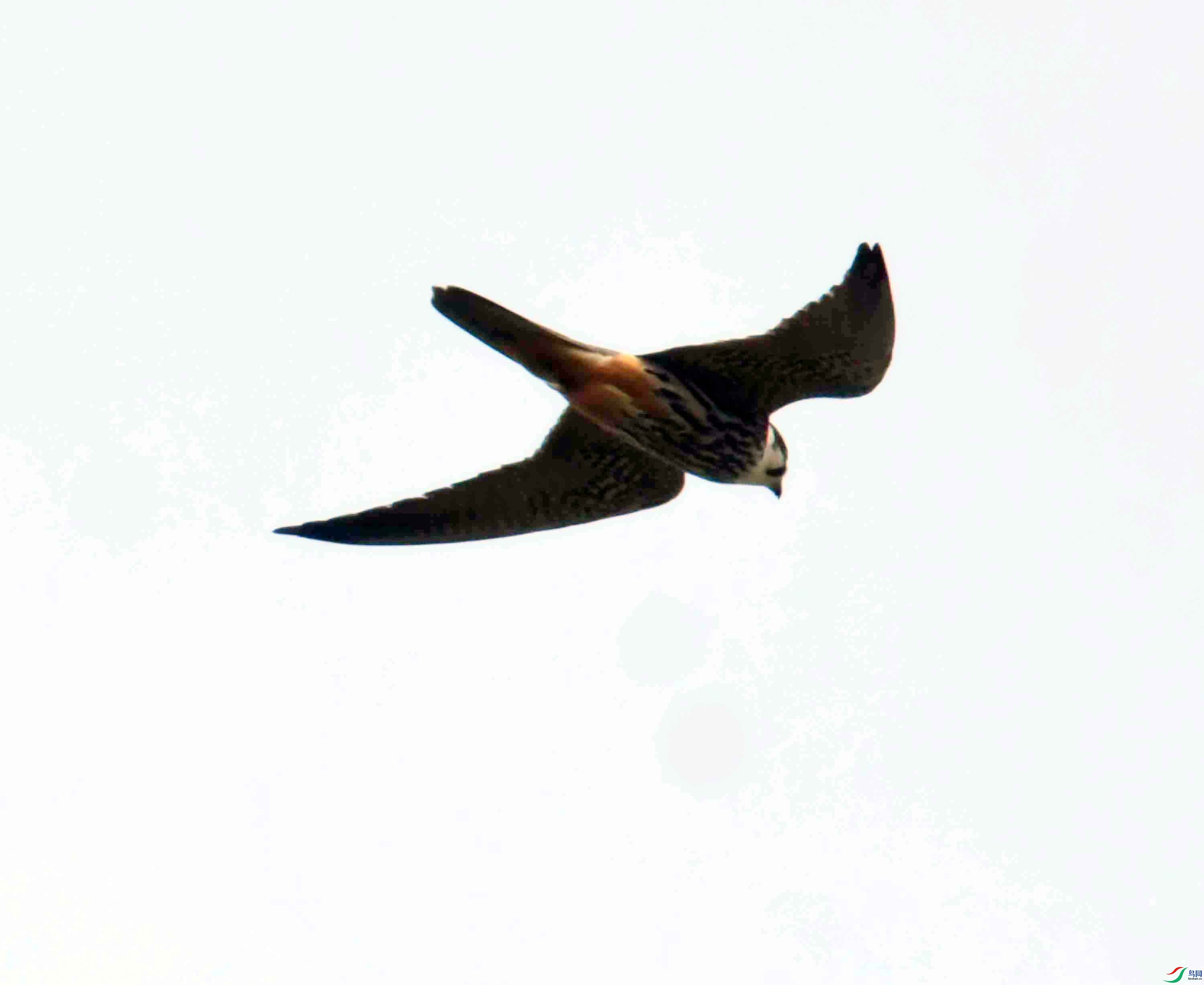 DSC_0346.JPG