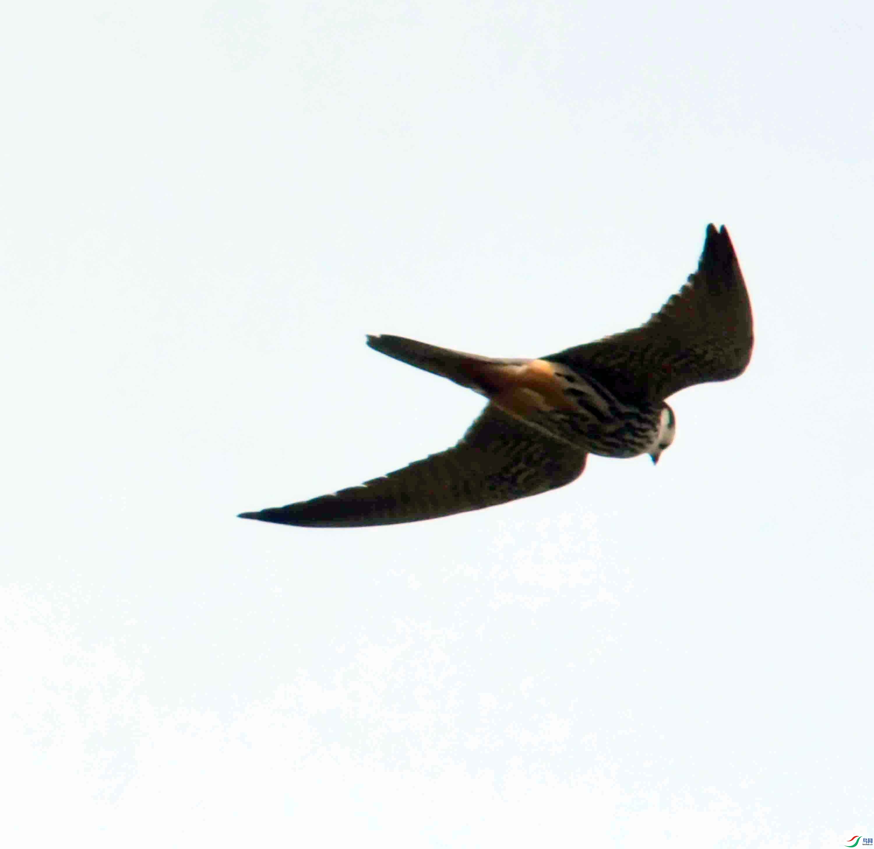 DSC_0347.JPG
