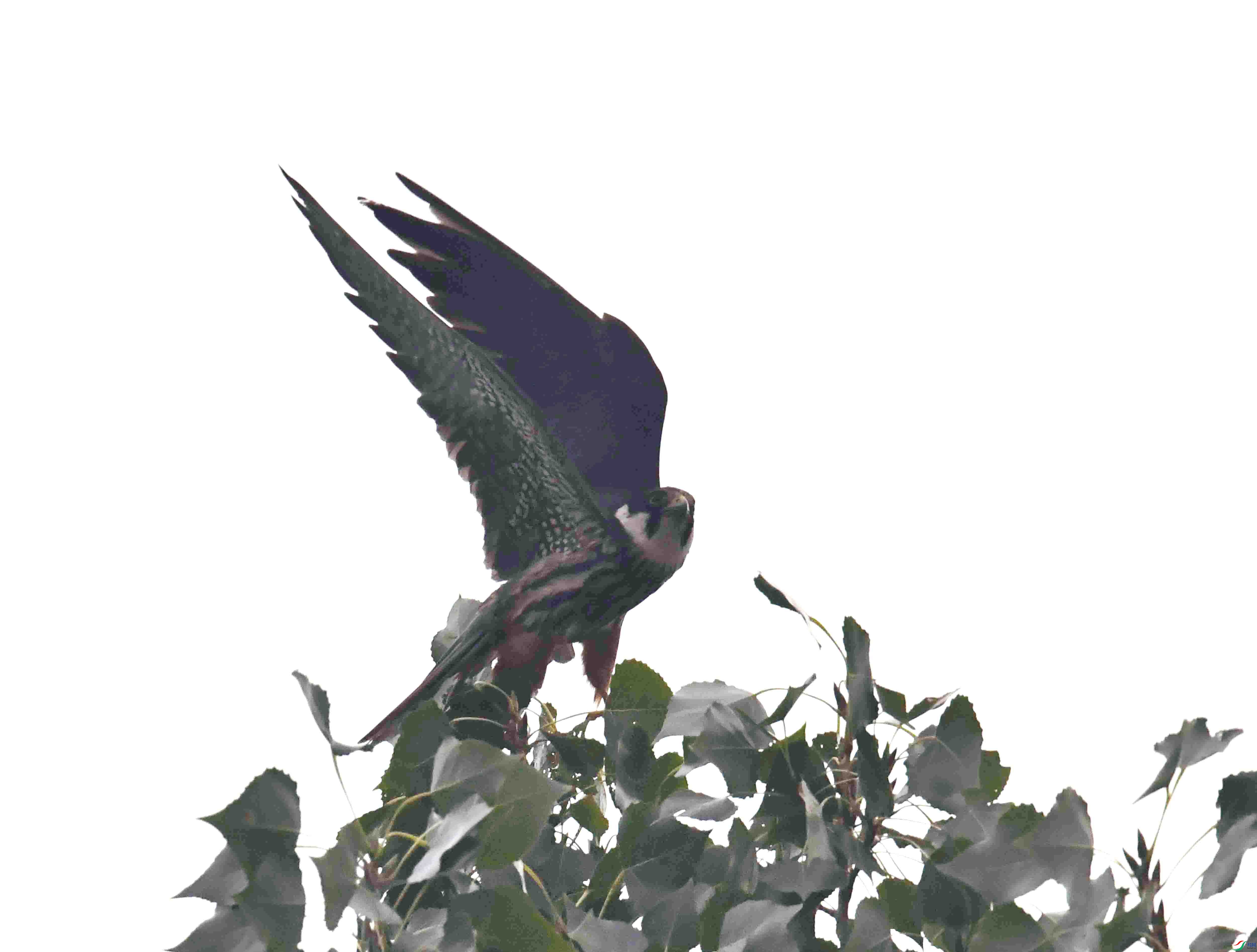 DSC_5056.JPG