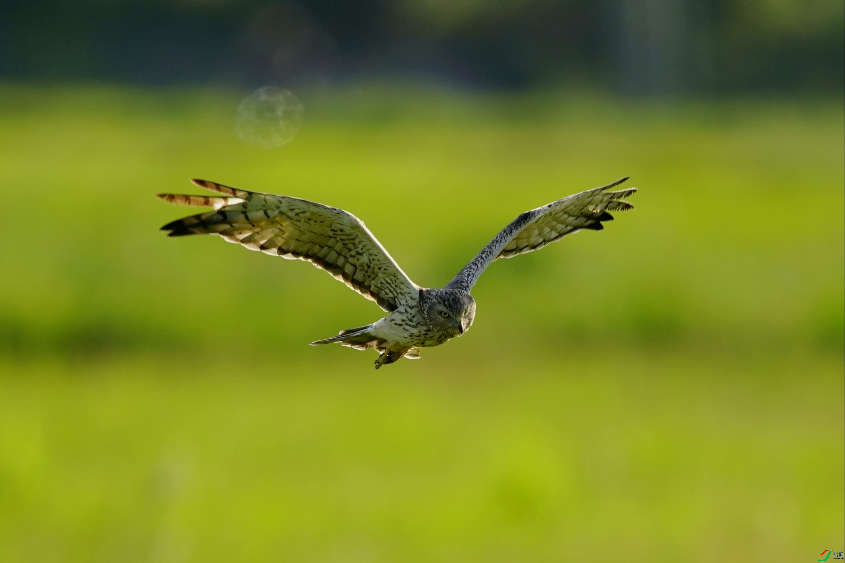 _DSC8254_��ͼ��_edit_614142307244835.jpg