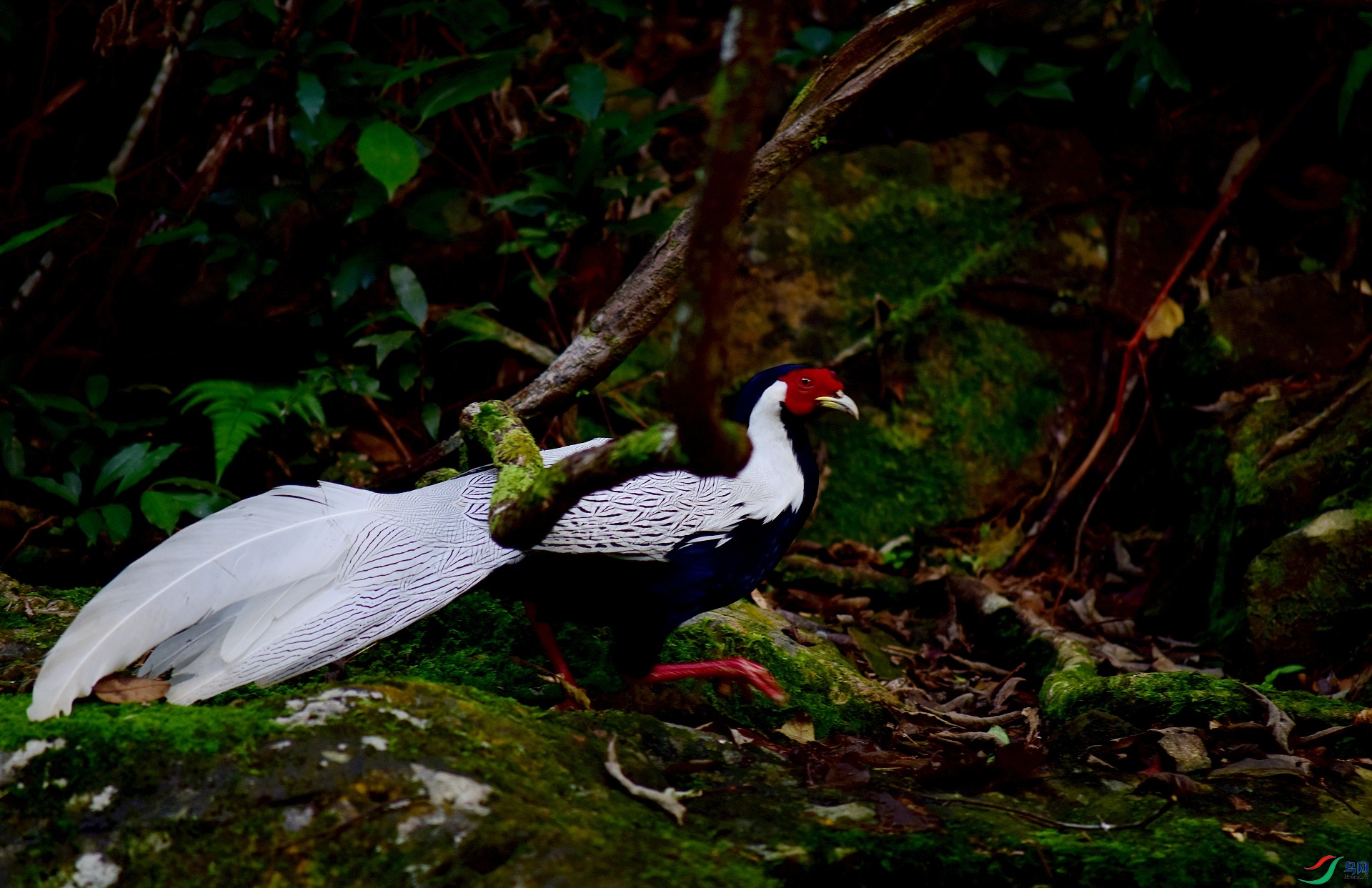 D8I_6300.jpg