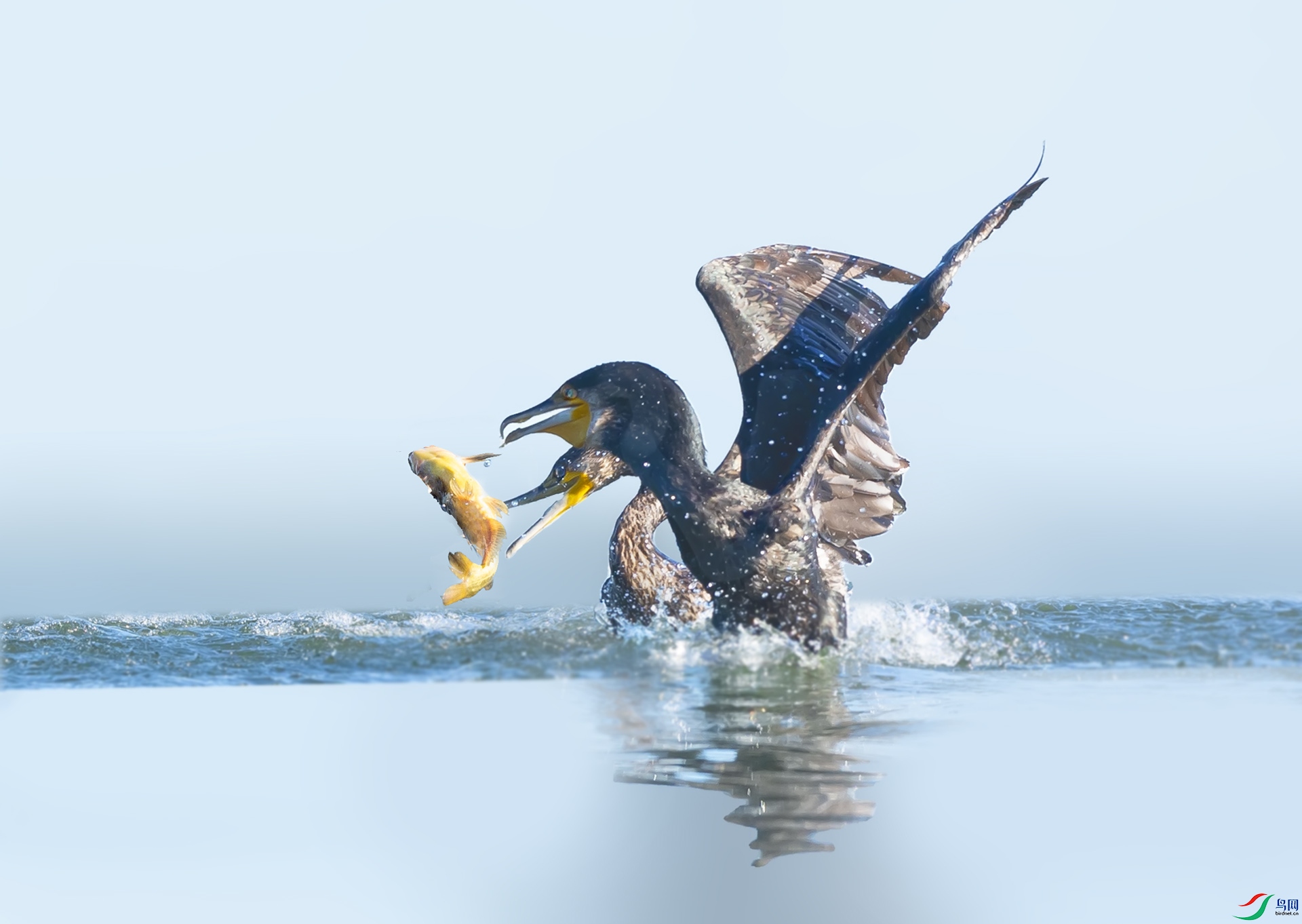 019A3452 ����.jpg