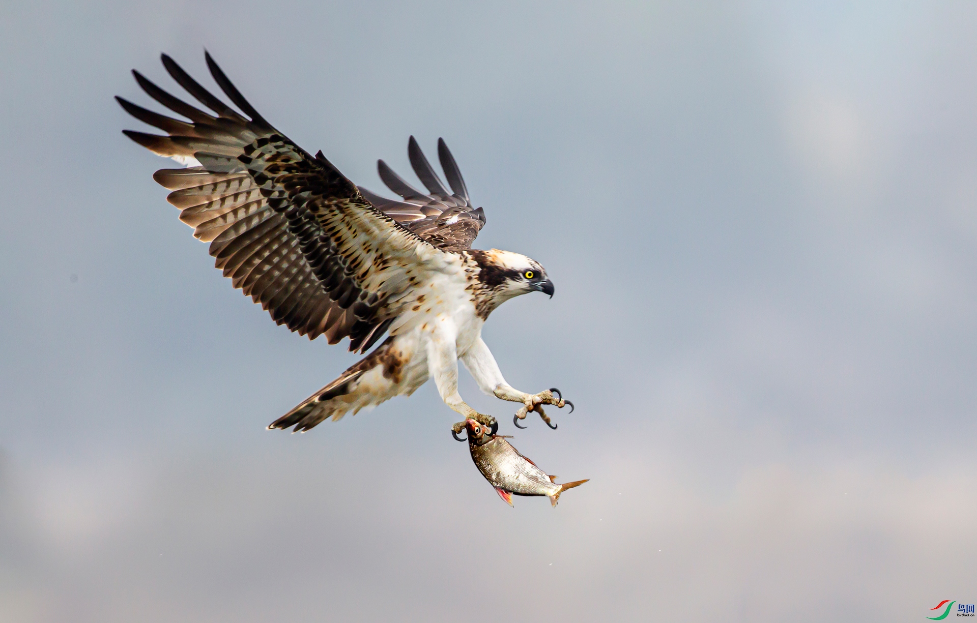 ��ӥ ��s.jpg