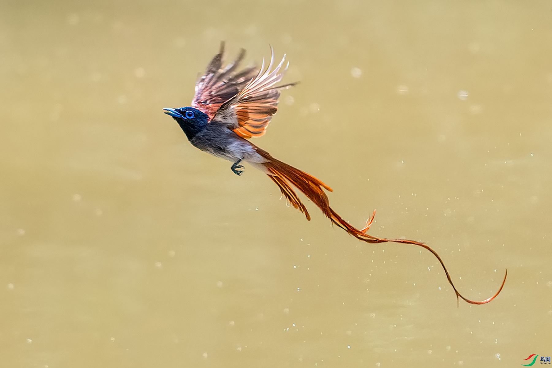 ����Ȫˮ���ˣ���˫ȫ�� (3).jpg