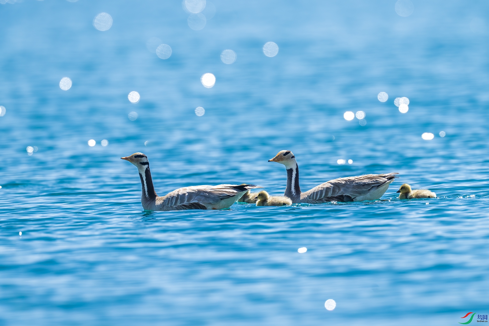 DSC04612 ����.jpg