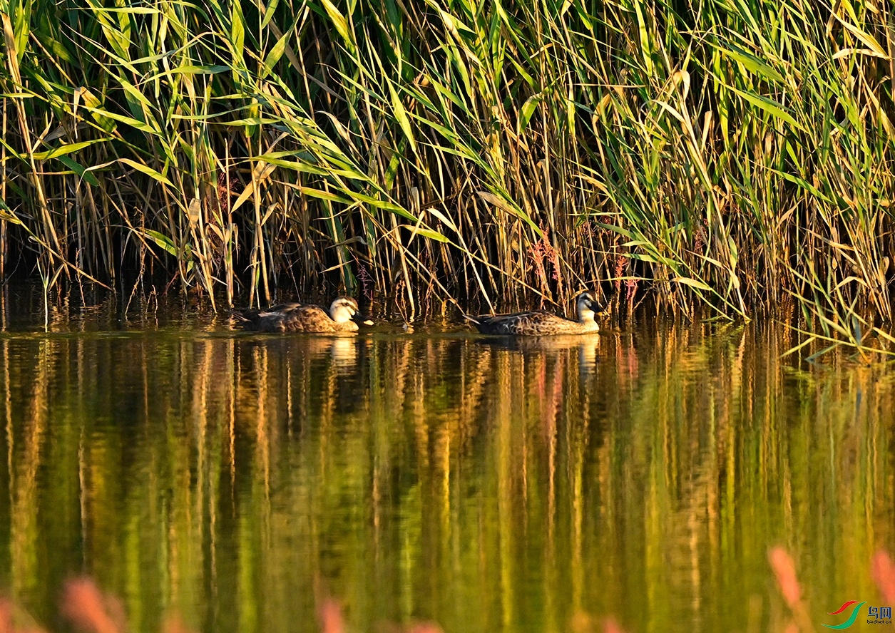 _DSC2320.jpg