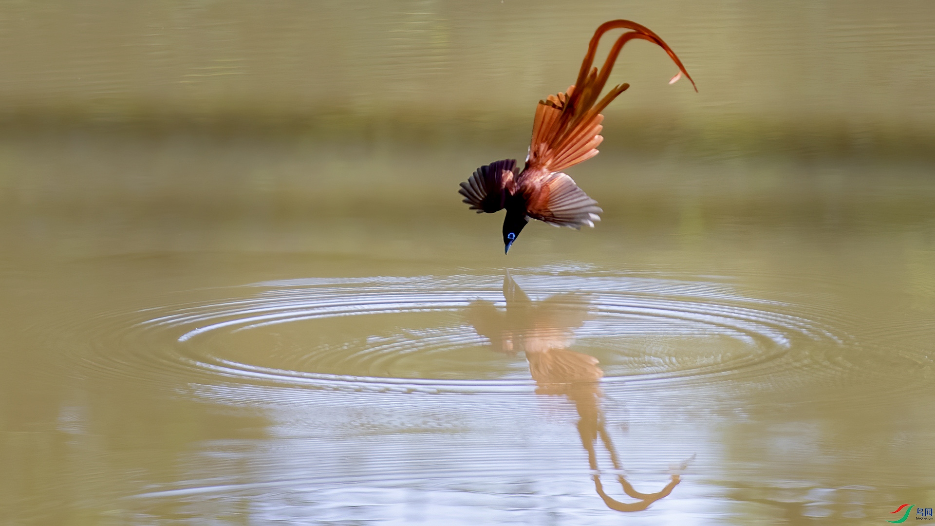 ������  �վ���  ɭ��.jpg