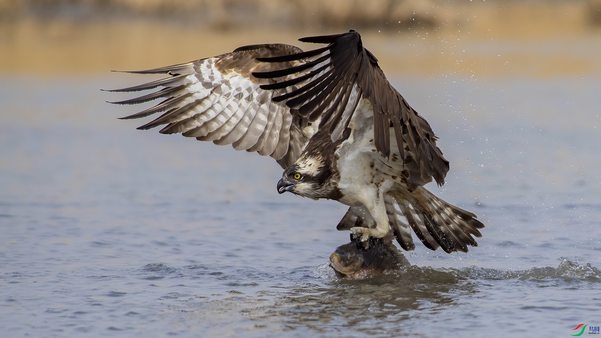 ������ �߾�ȫ��  ɭ��.jpg