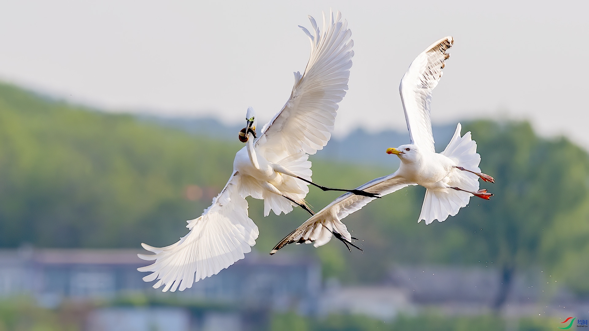 ������ ��������  ɭ��.jpg