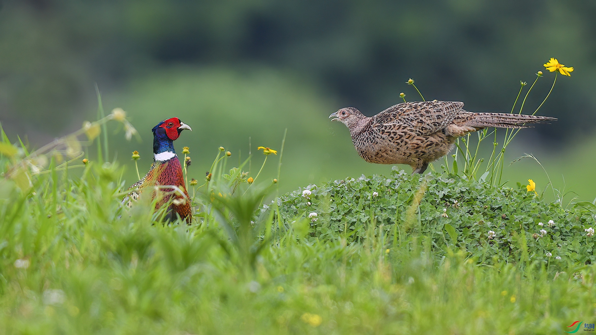 ������ ��֪�����ڵ�����  ɭ��.jpg