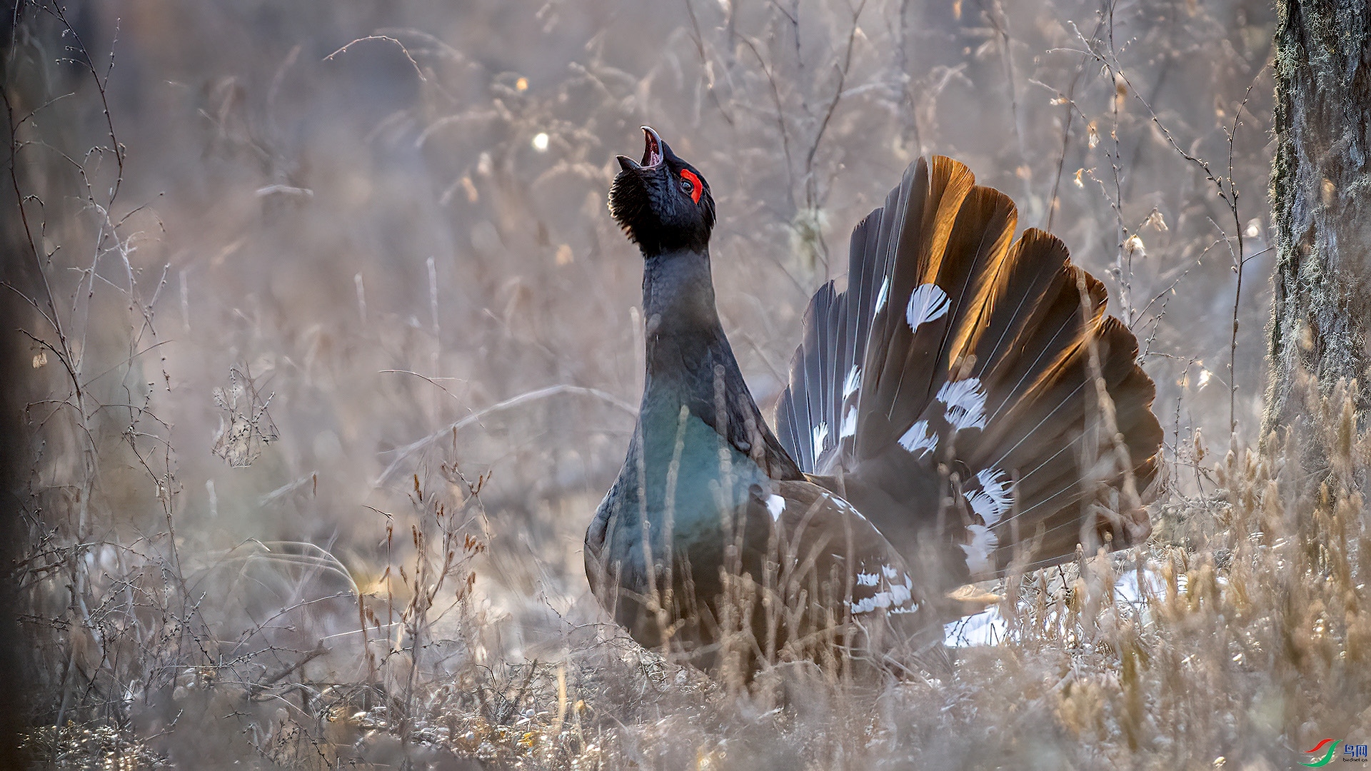 ������ �峿�ĺ���  ɭ��.jpg