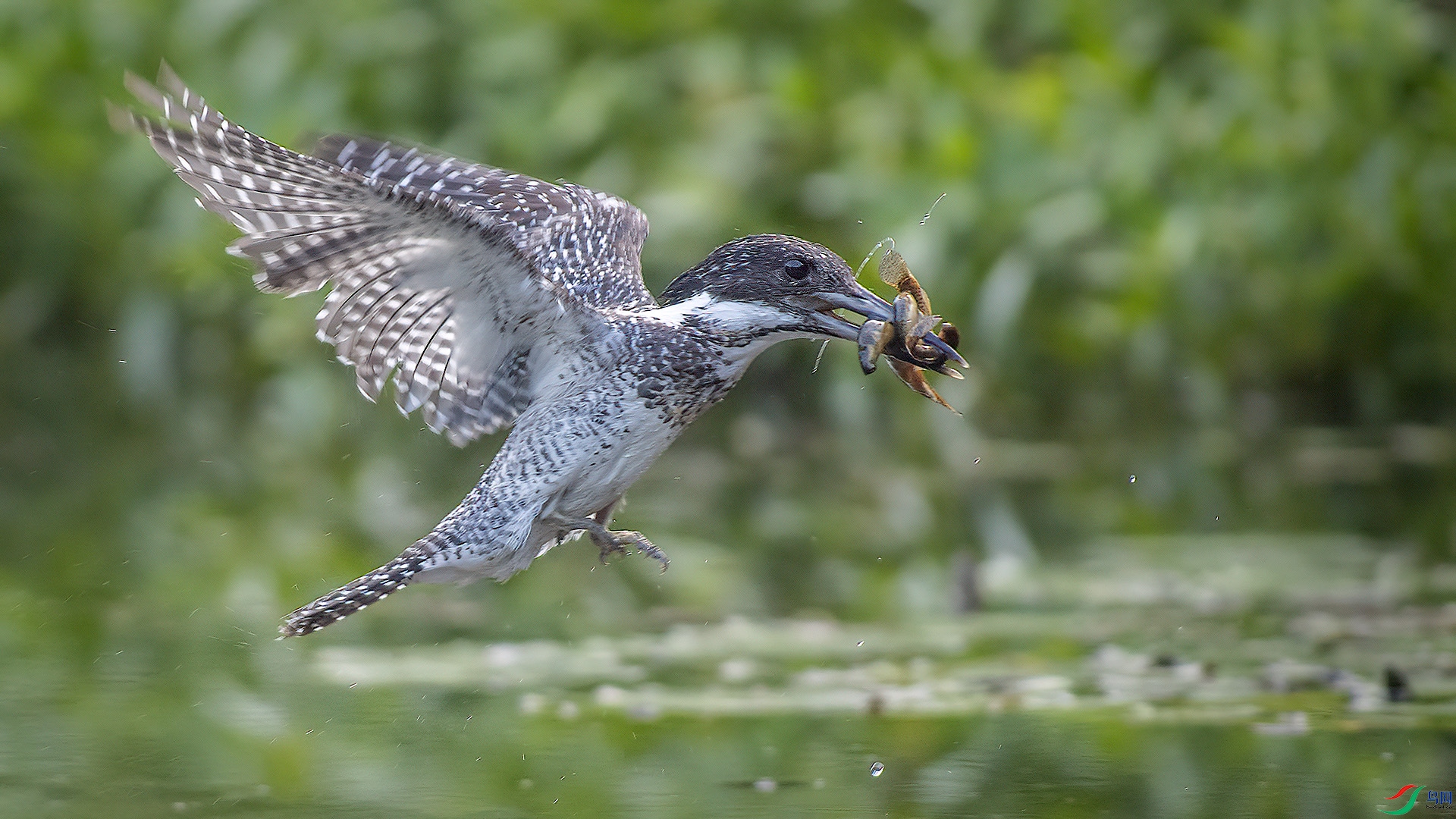 ������ �ջ���  ɭ��.jpg