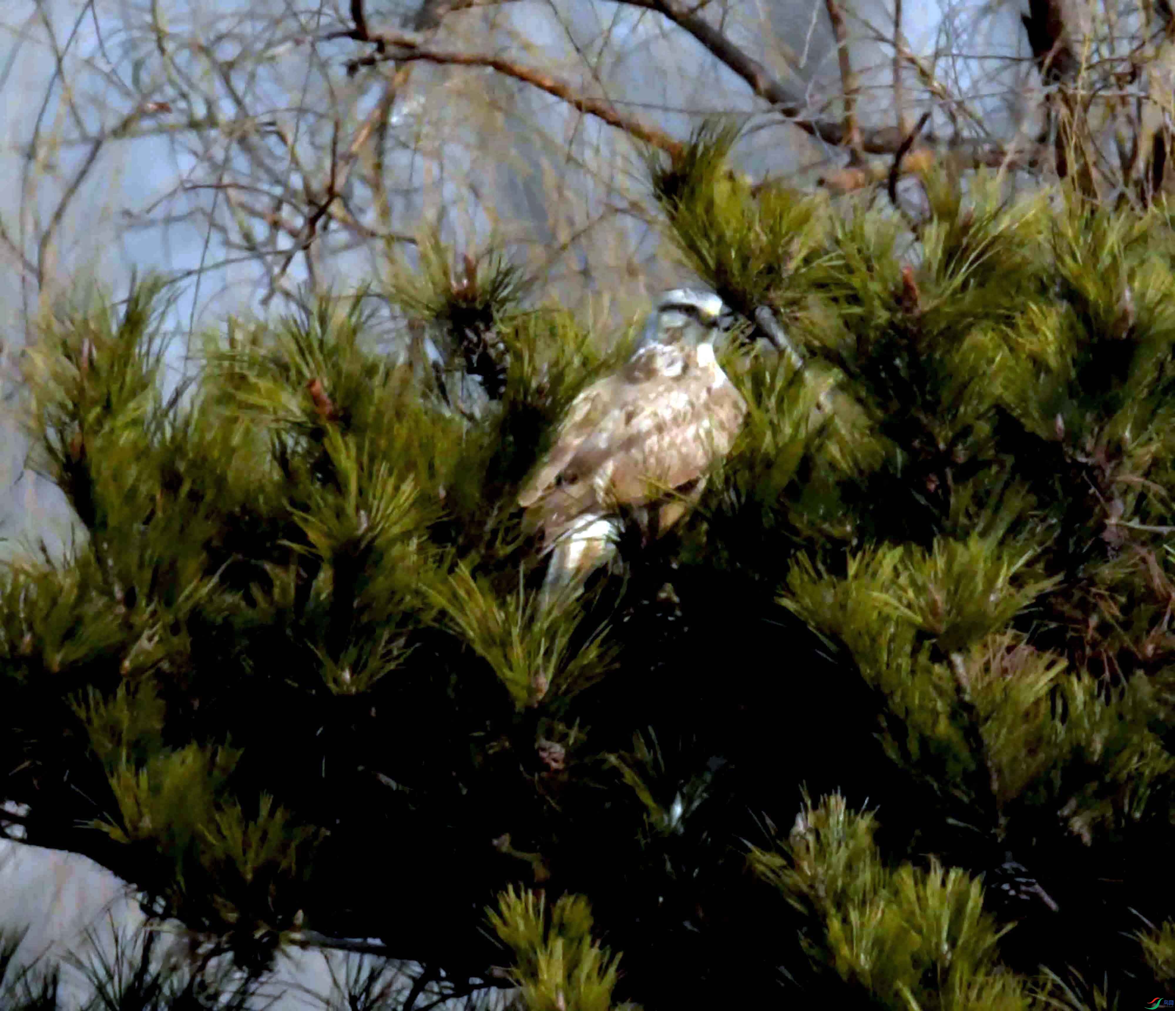 DSC_0446.JPG