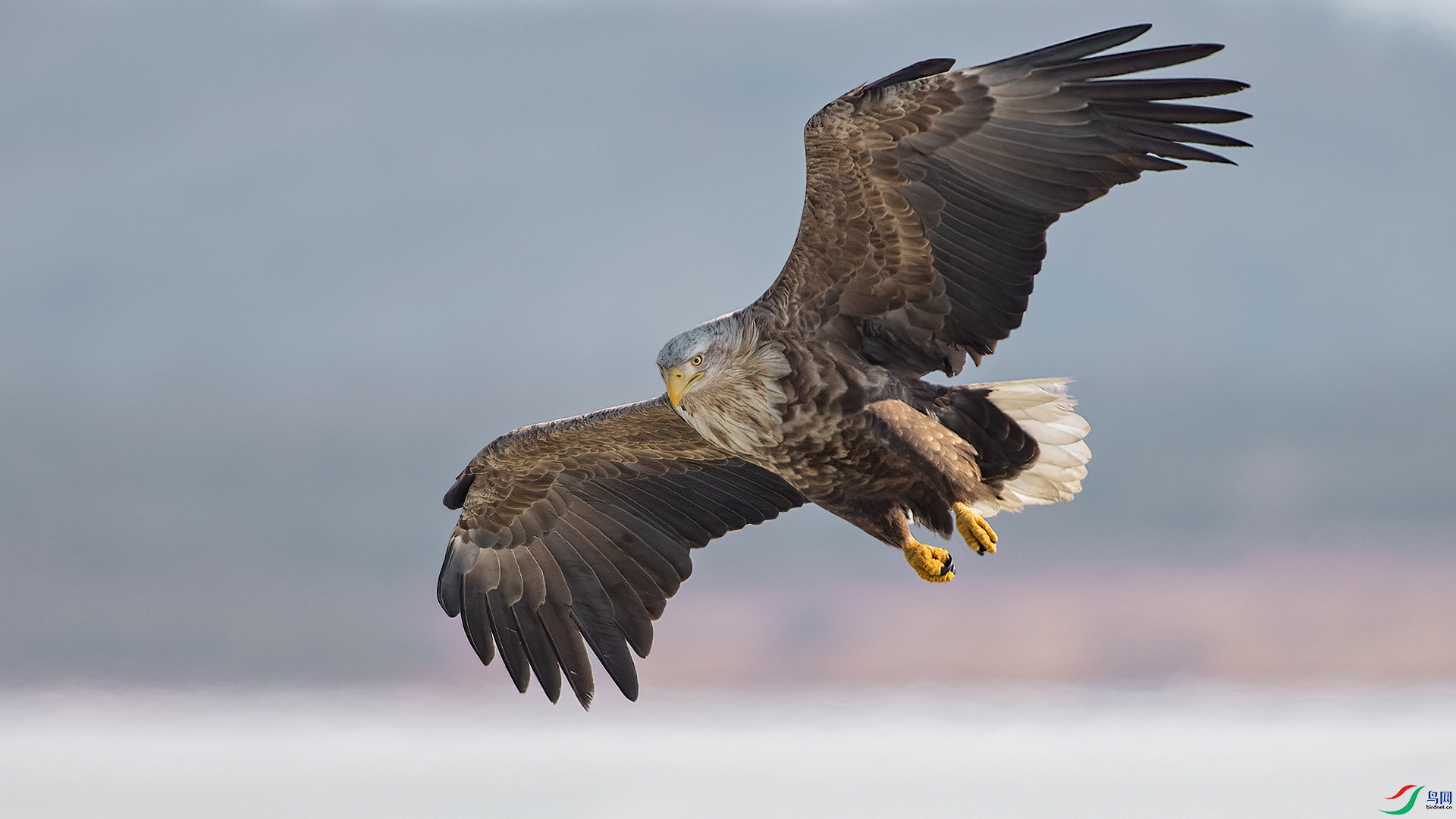 ������ ���չ��  ɭ��.jpg