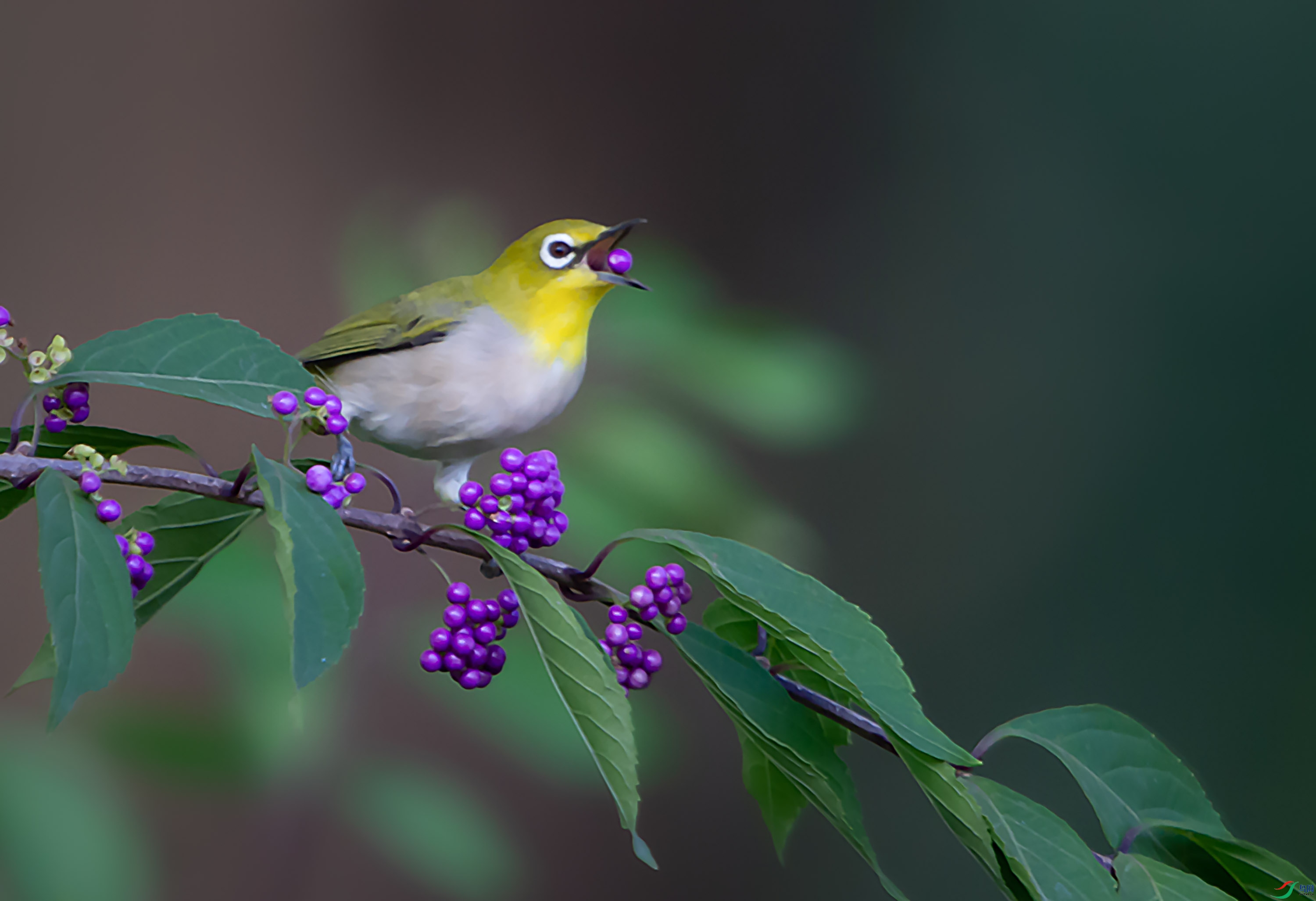 DSC_1722-2 --����.--����.jpg