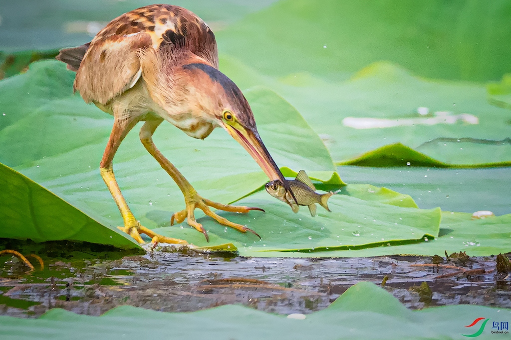 ������ ̤Ҷ���� ��Ӱ����.jpg