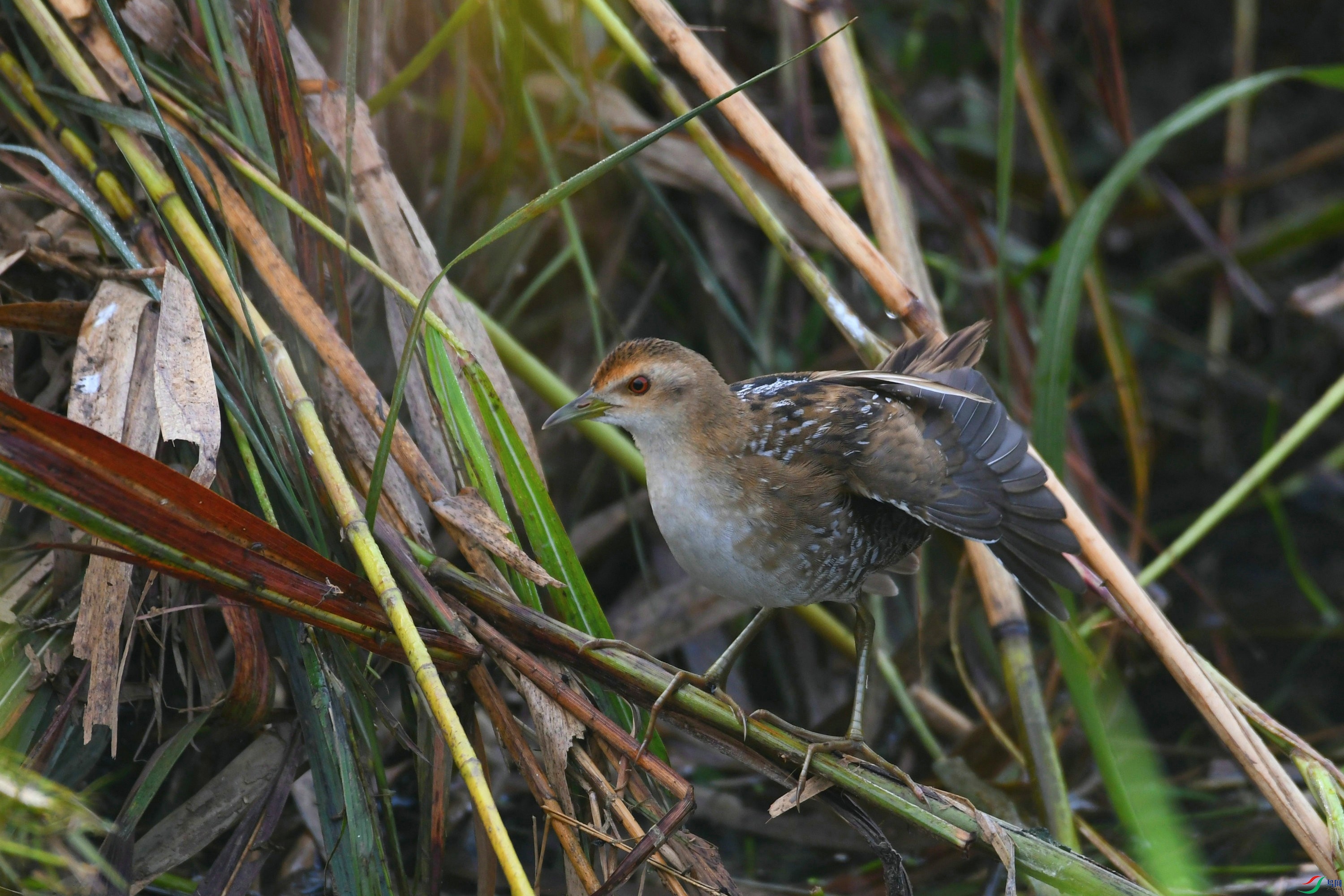 DSC_3173.JPG