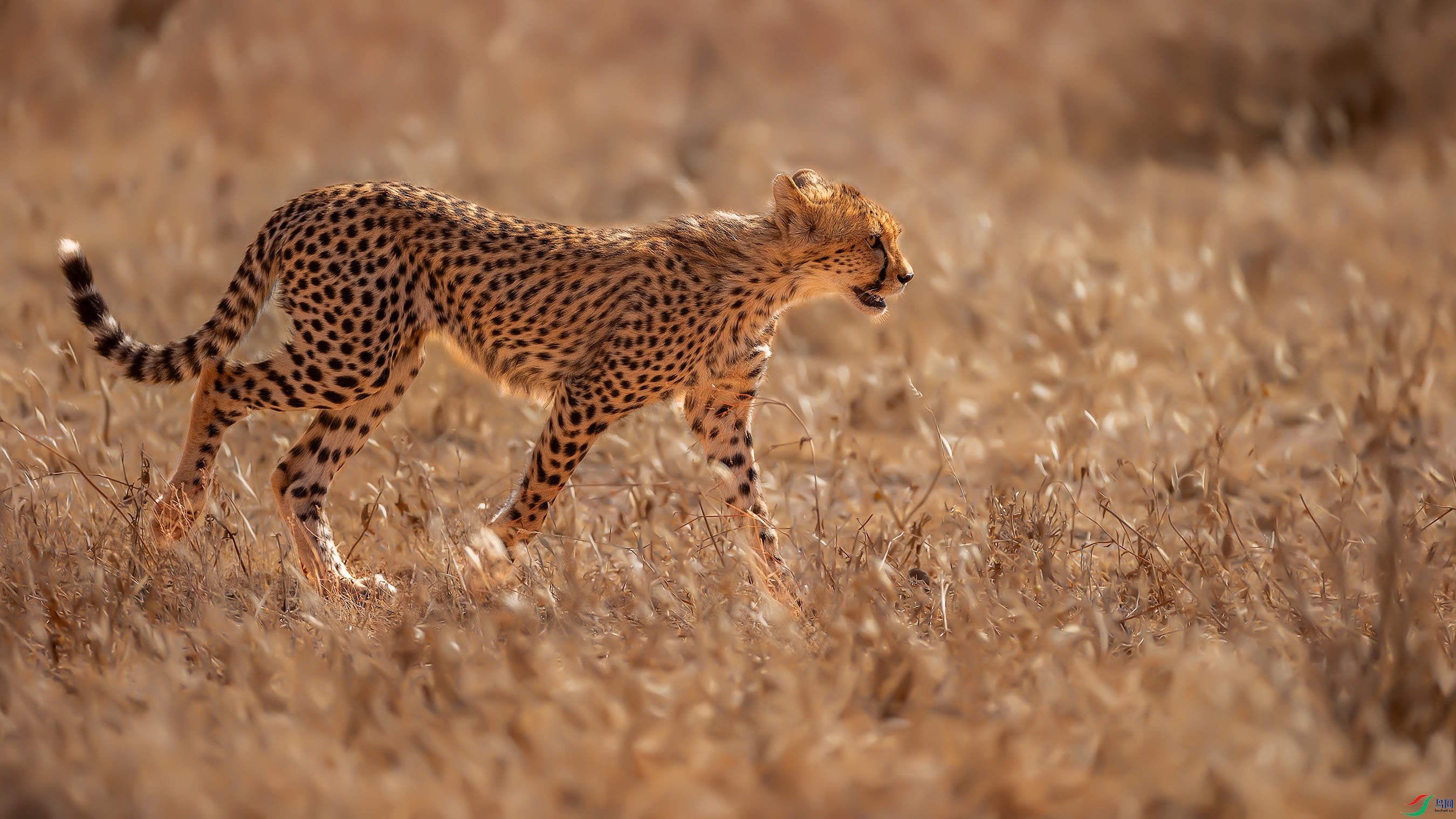 ���͵��Ա�