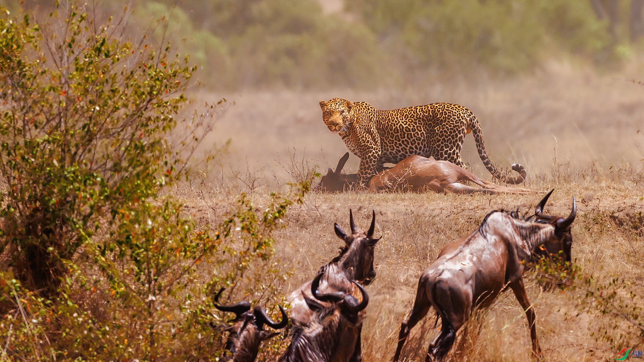 �ɹ�����