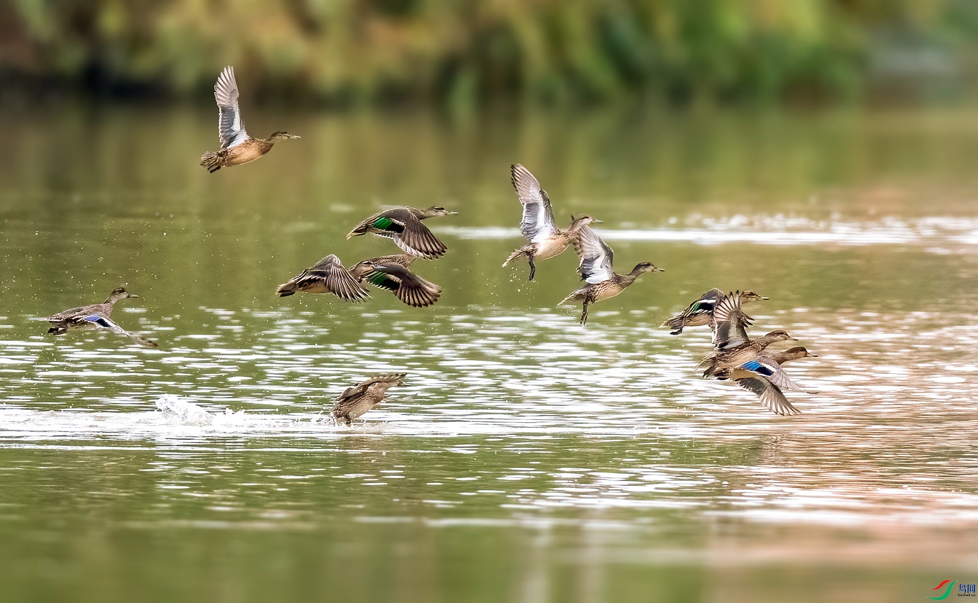 DSC_5752 ����_����.jpg