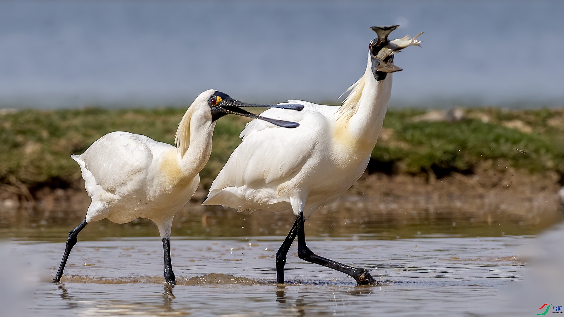 DSC_99nn86.jpg