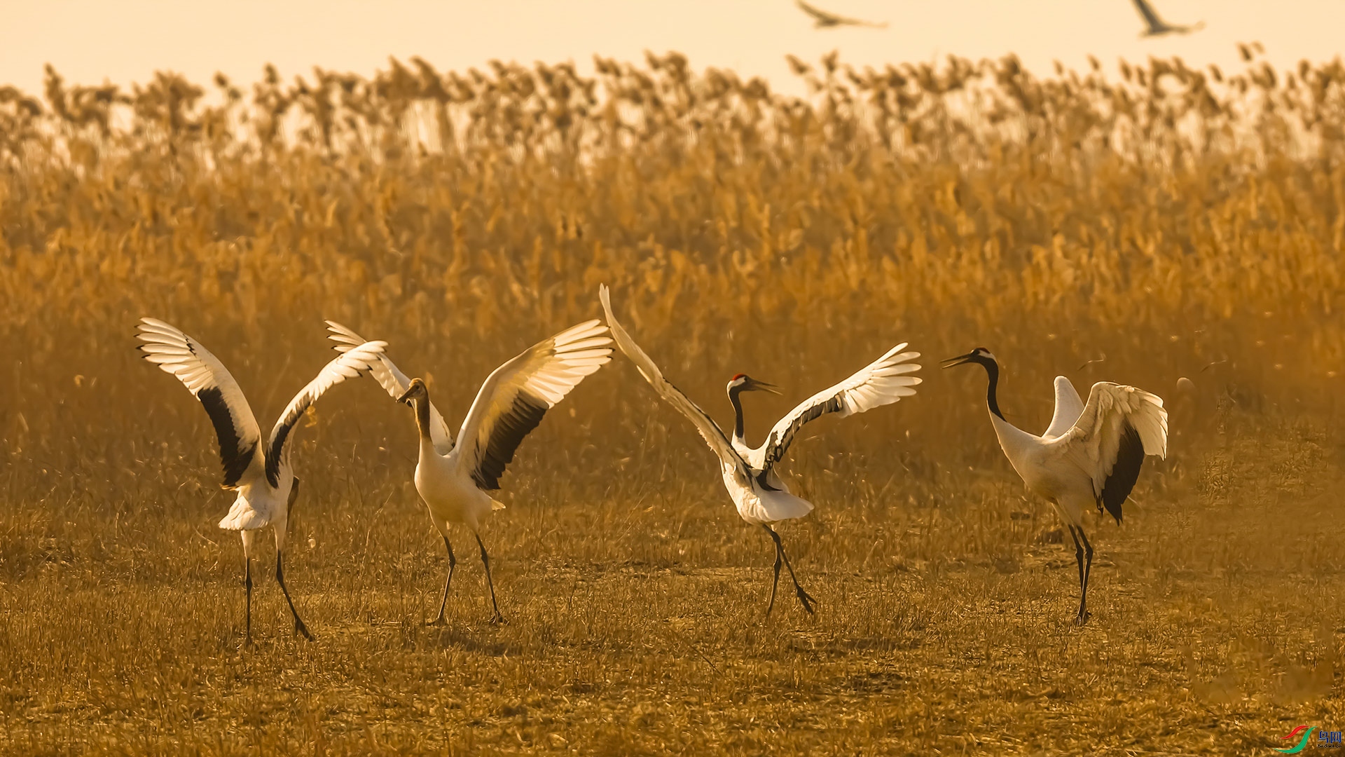 �������ظ�����ӭ����