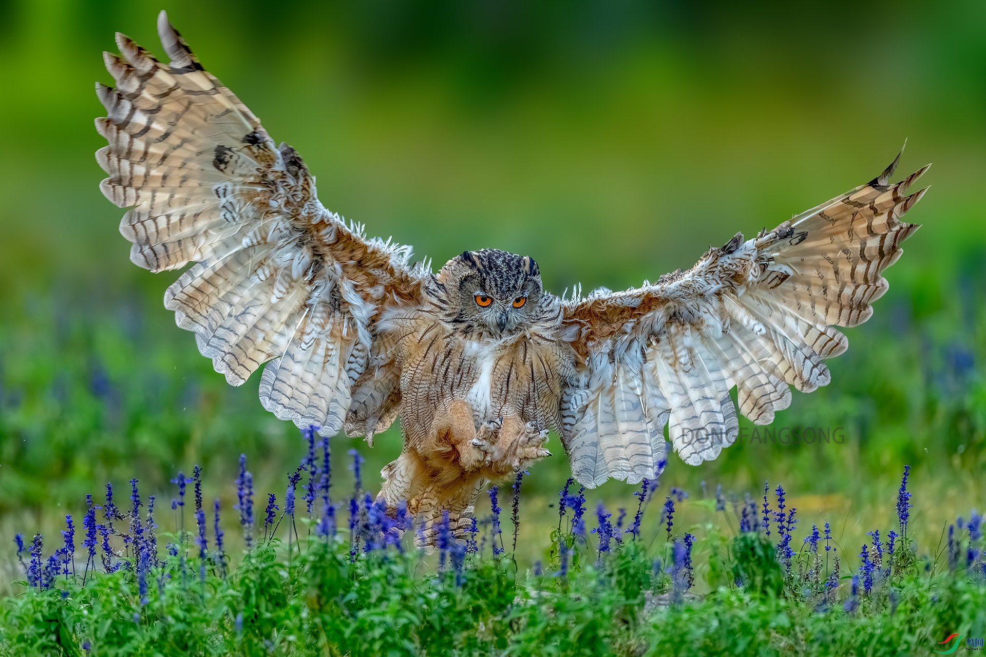 ���� ���� �|��힣�DSC00950��.jpg