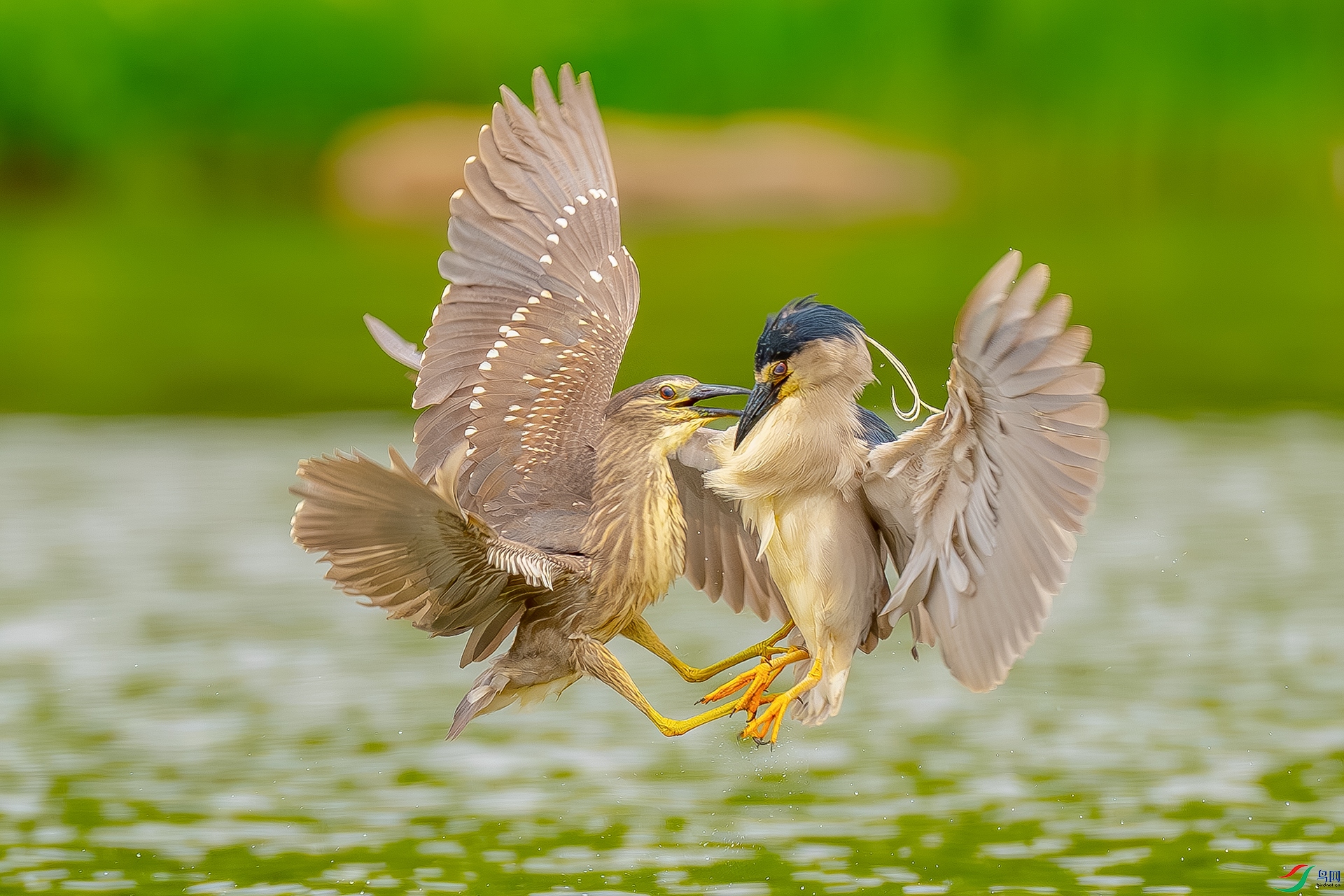 DSC03536-����ǿ-NR ����.jpg