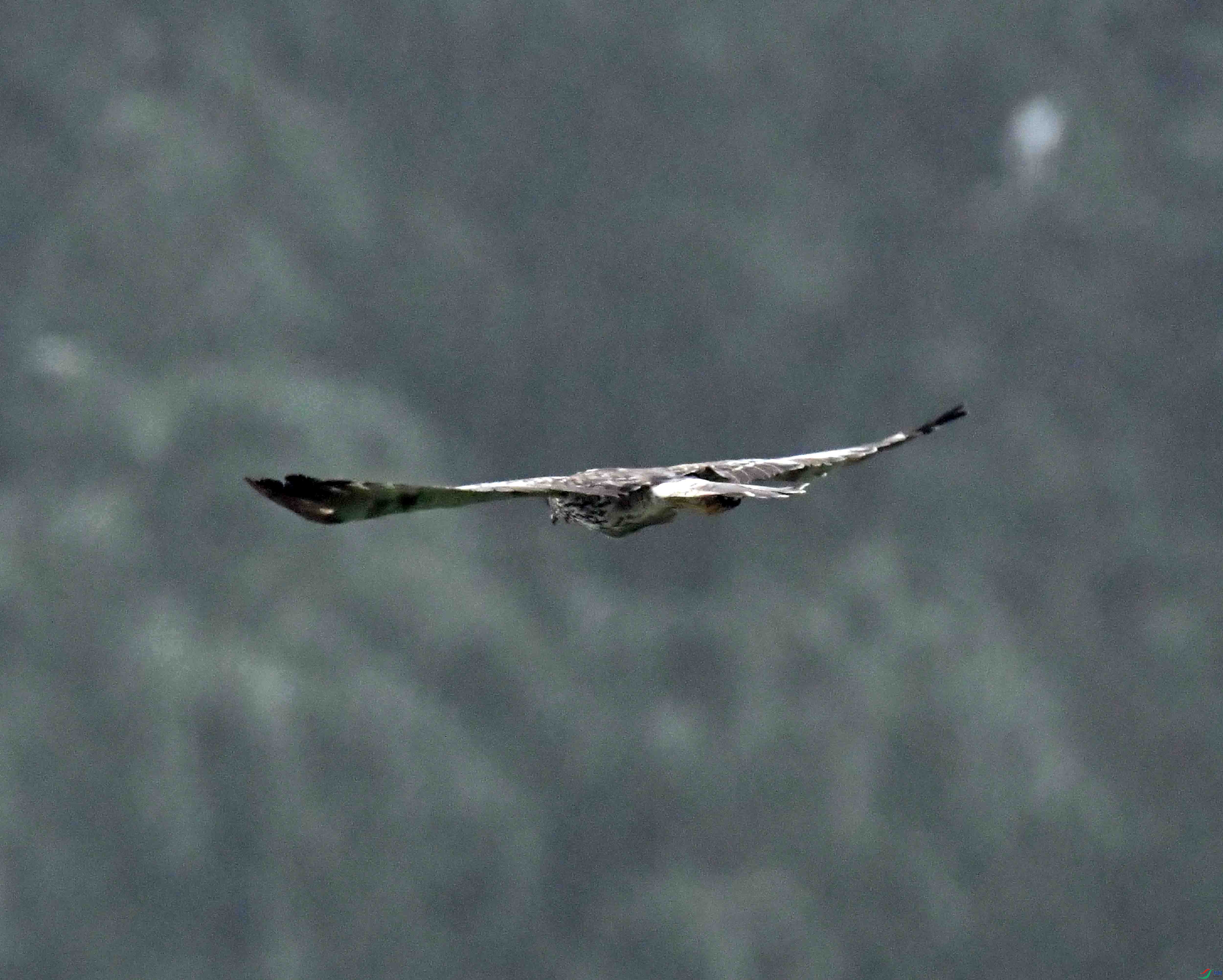 DSC_2294.JPG