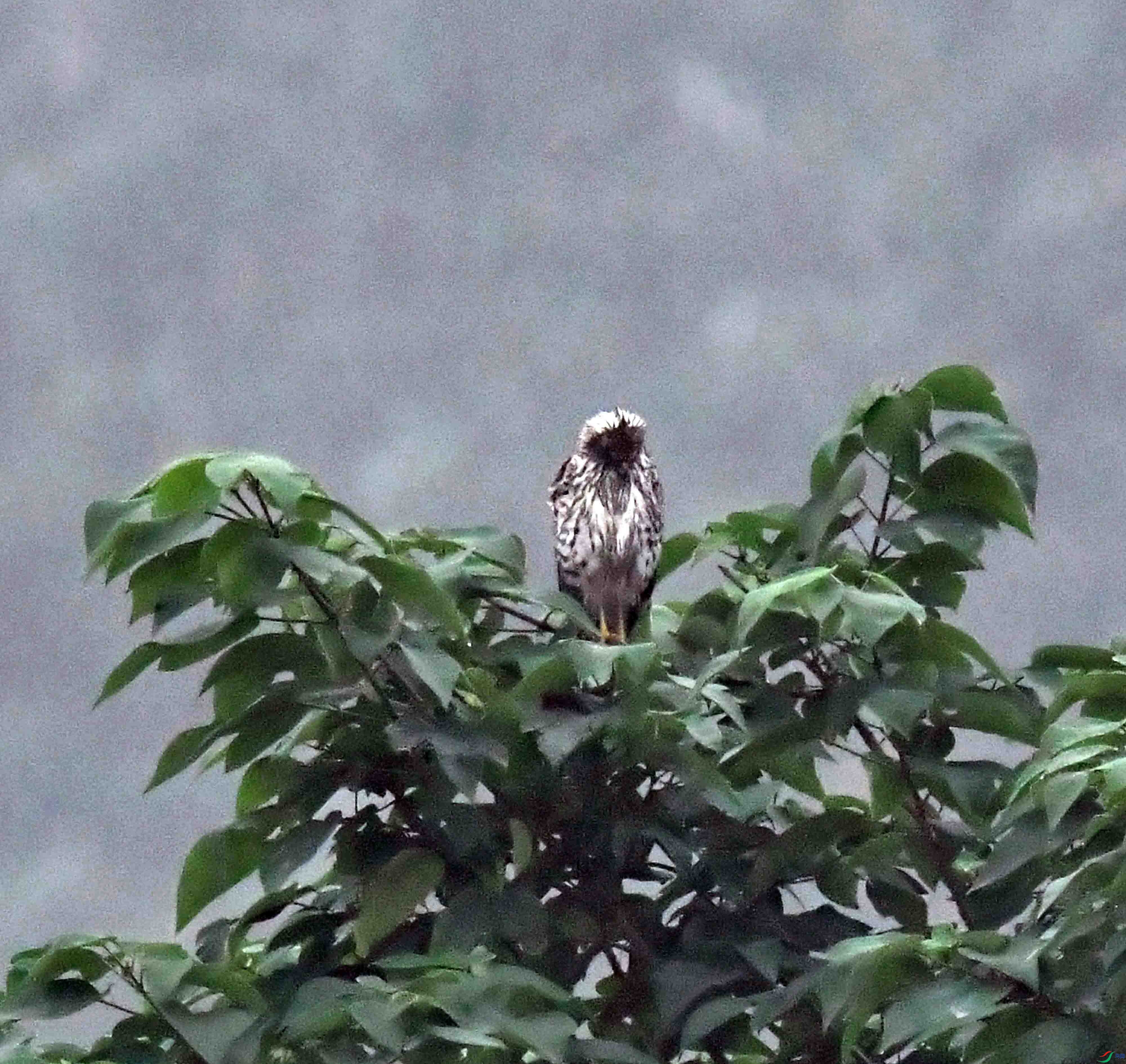 DSC_2370.JPG
