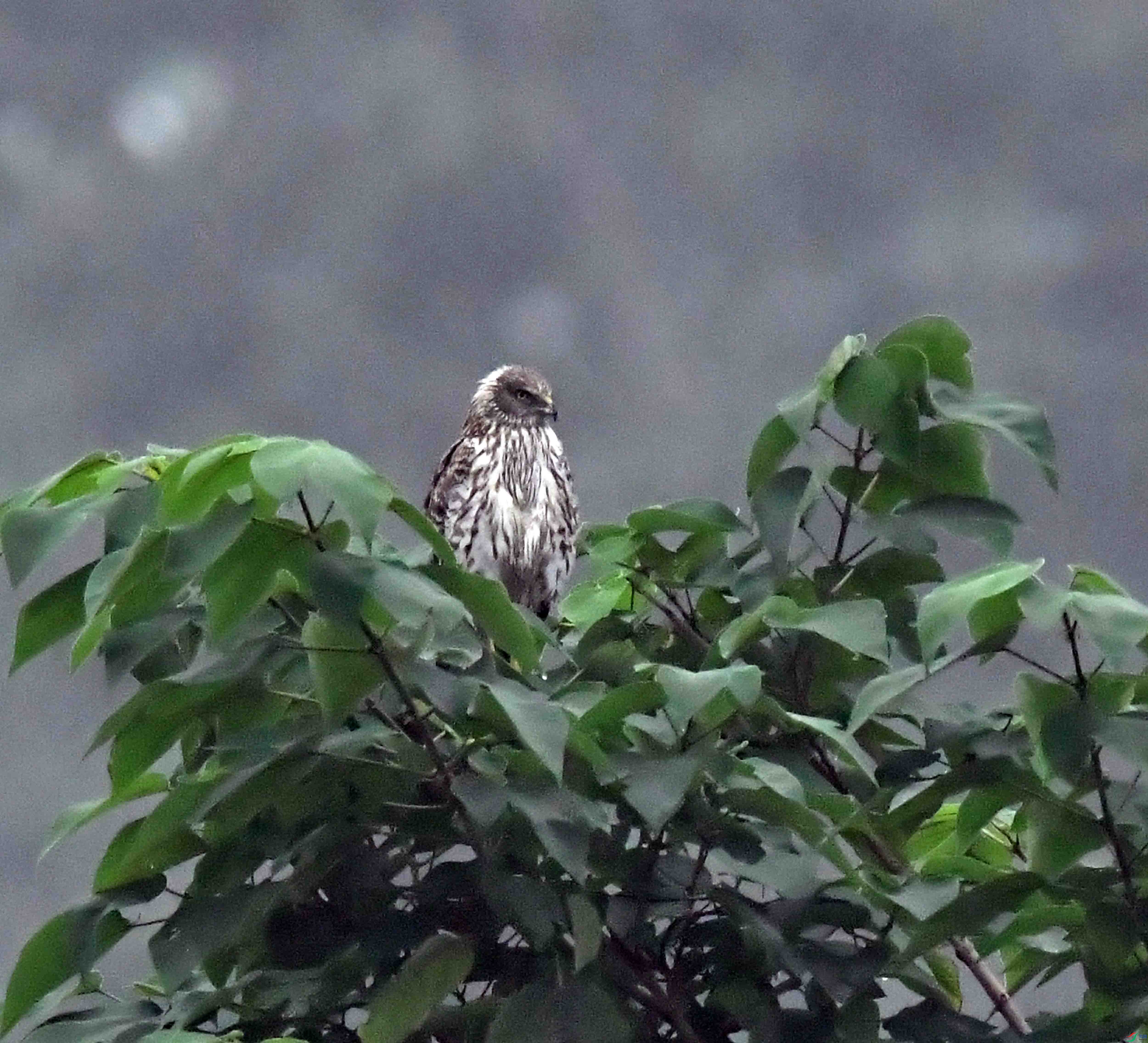 DSC_2378.JPG