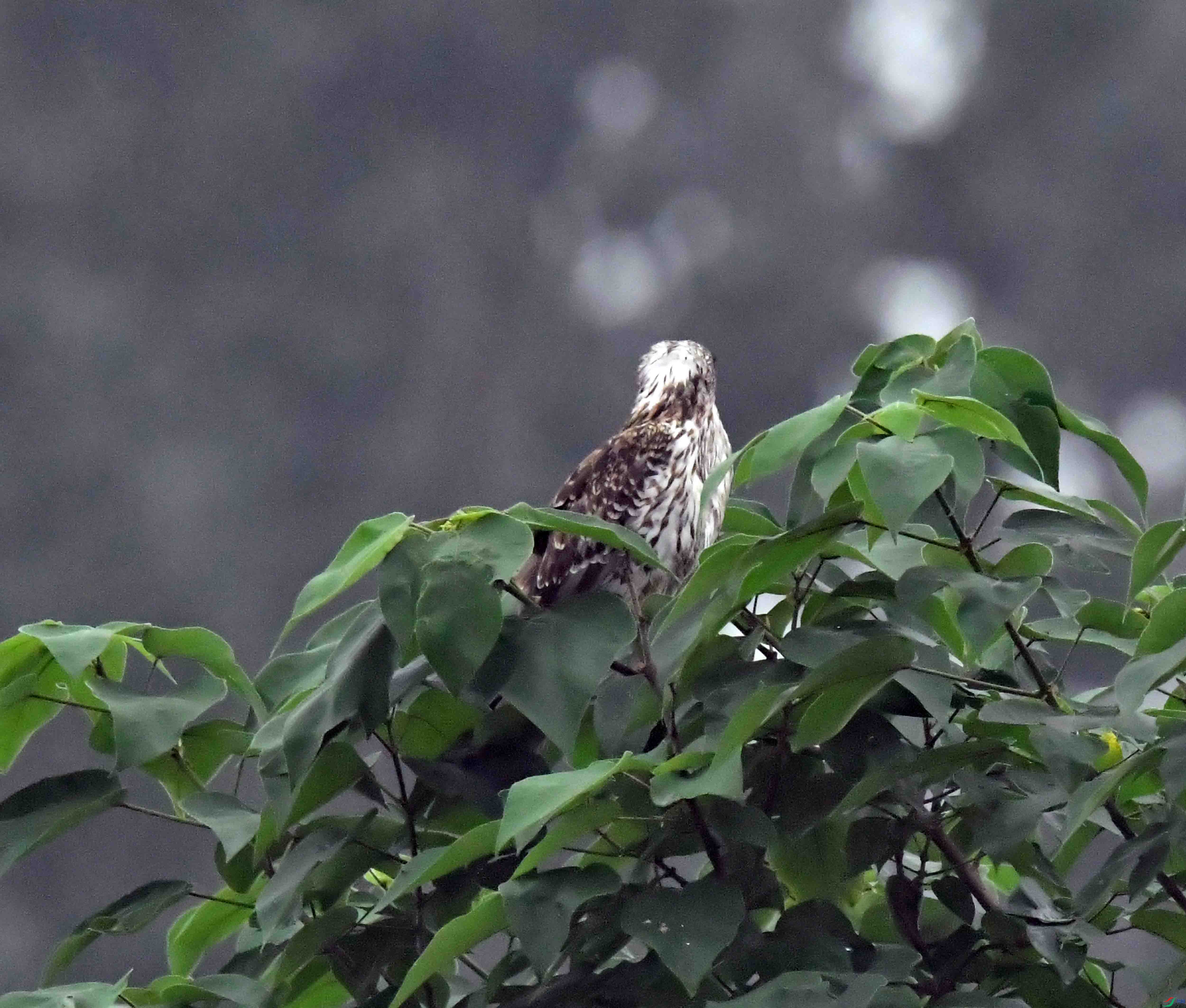 DSC_2380.JPG
