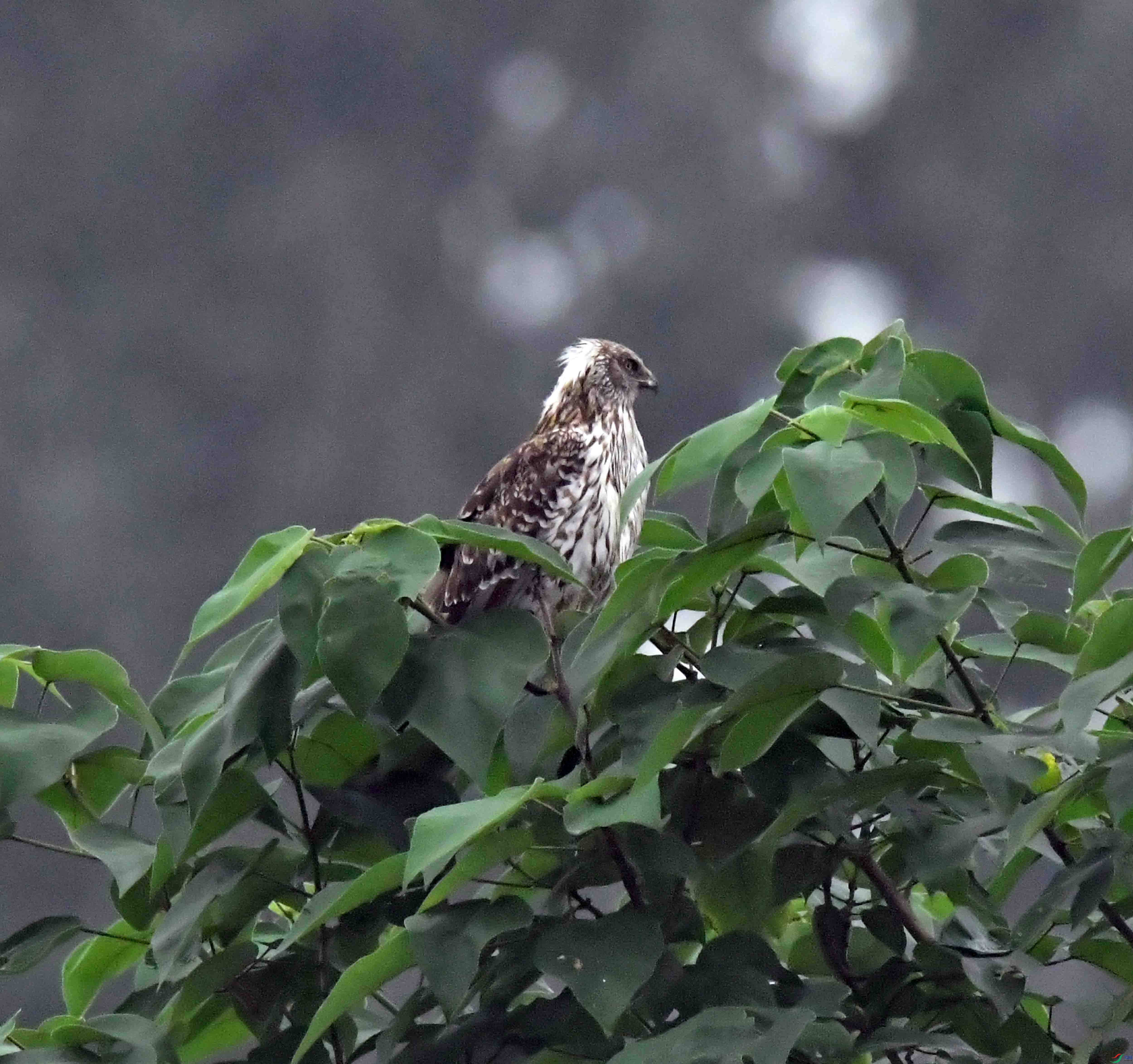 DSC_2382.JPG