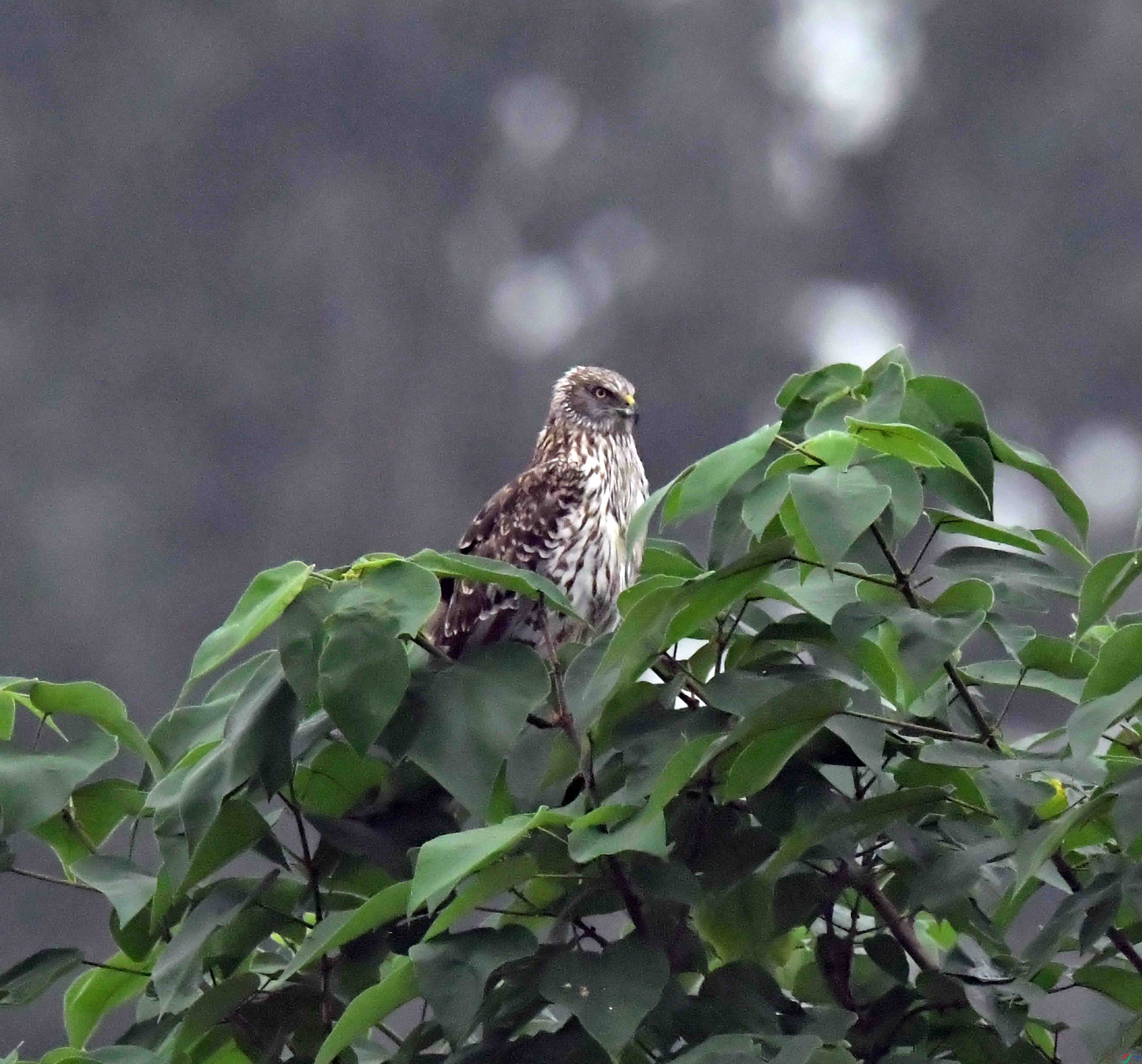 DSC_2384.JPG
