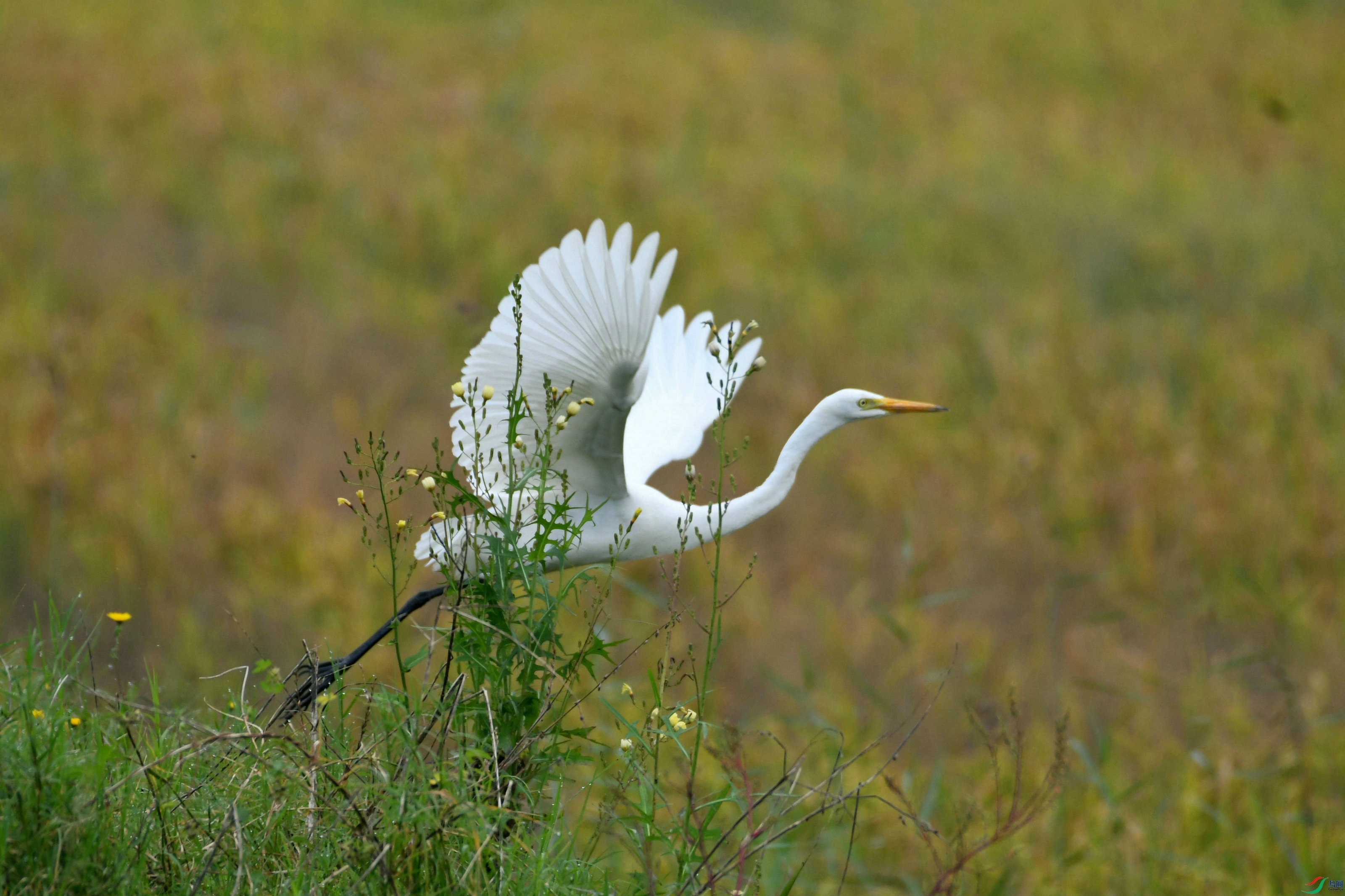 DSC_2843.JPG