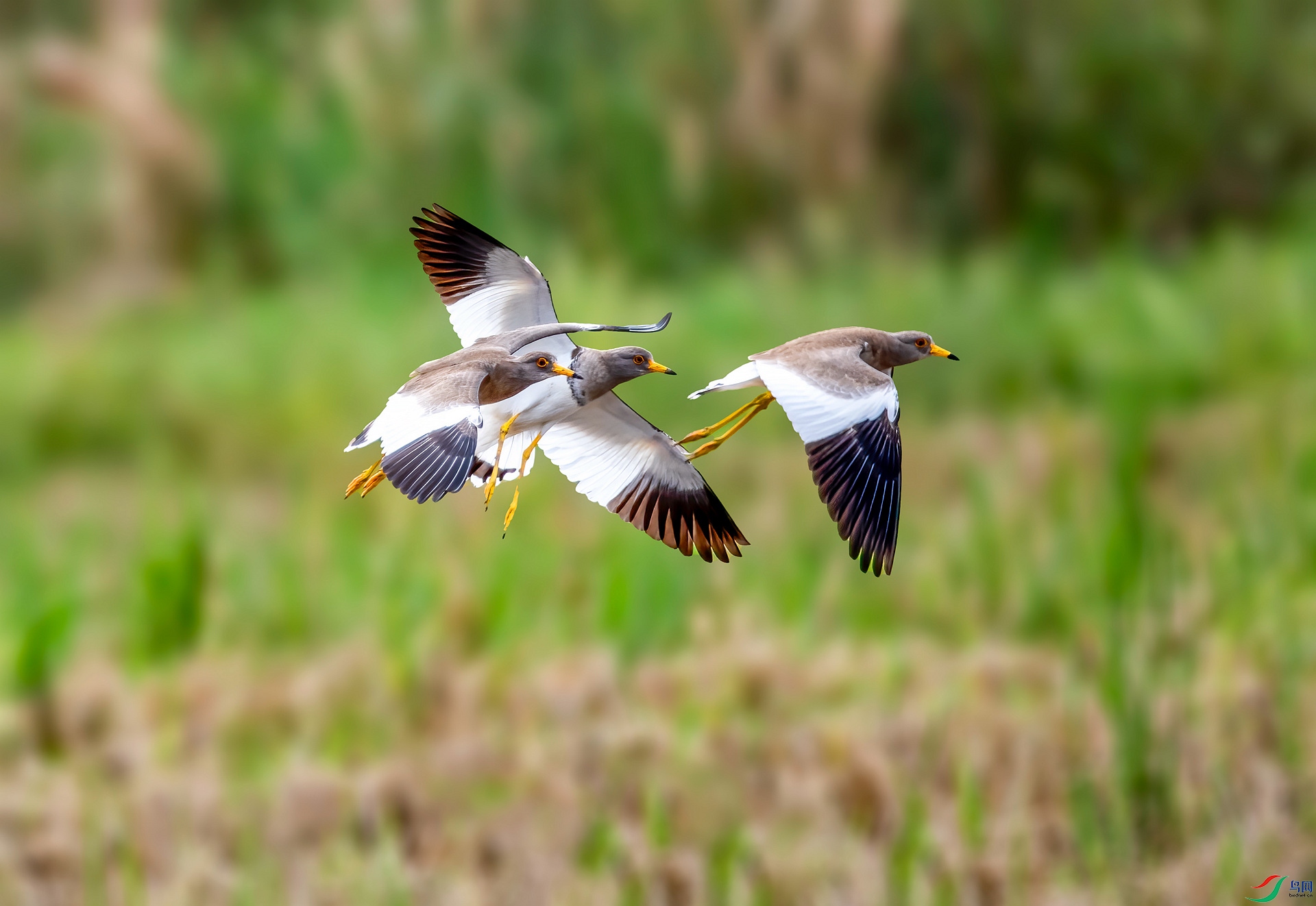 DSC_4354 ����_����.jpg