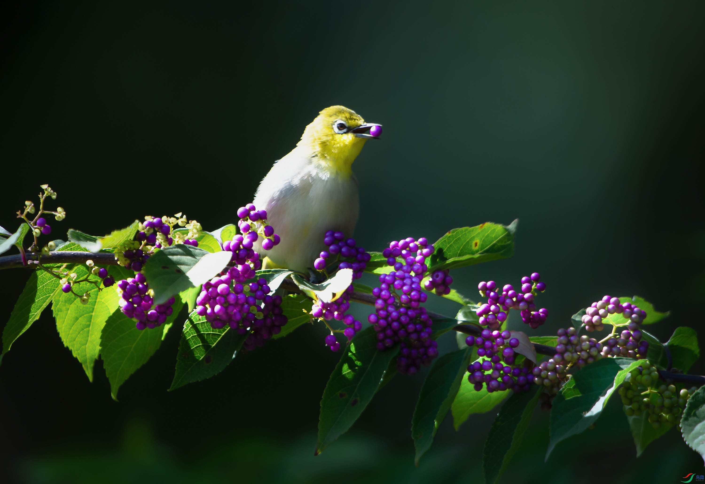 DSC_1947 --���۳Թ�--����.jpg