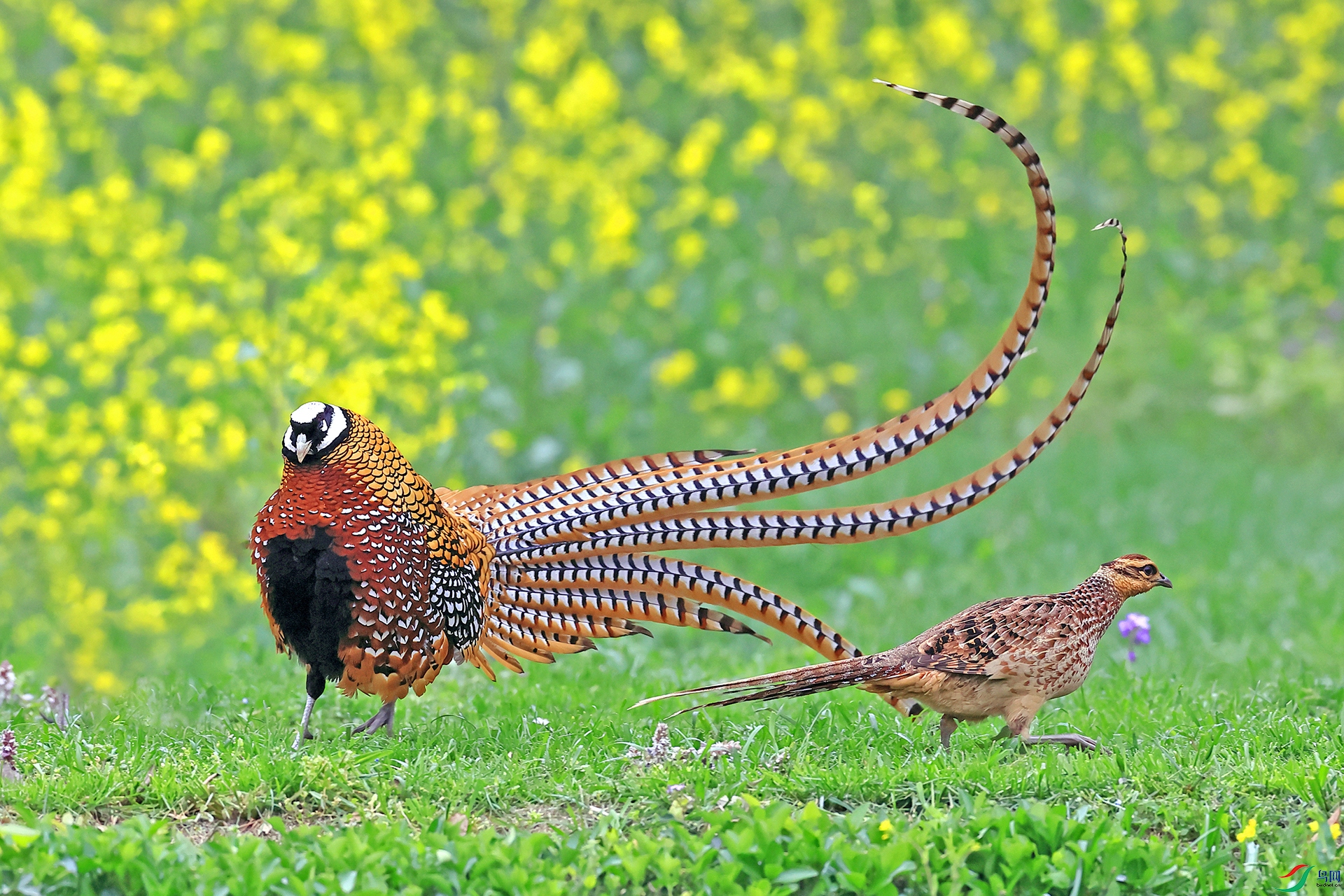 �׹ڳ�β��097���鴺��.jpg