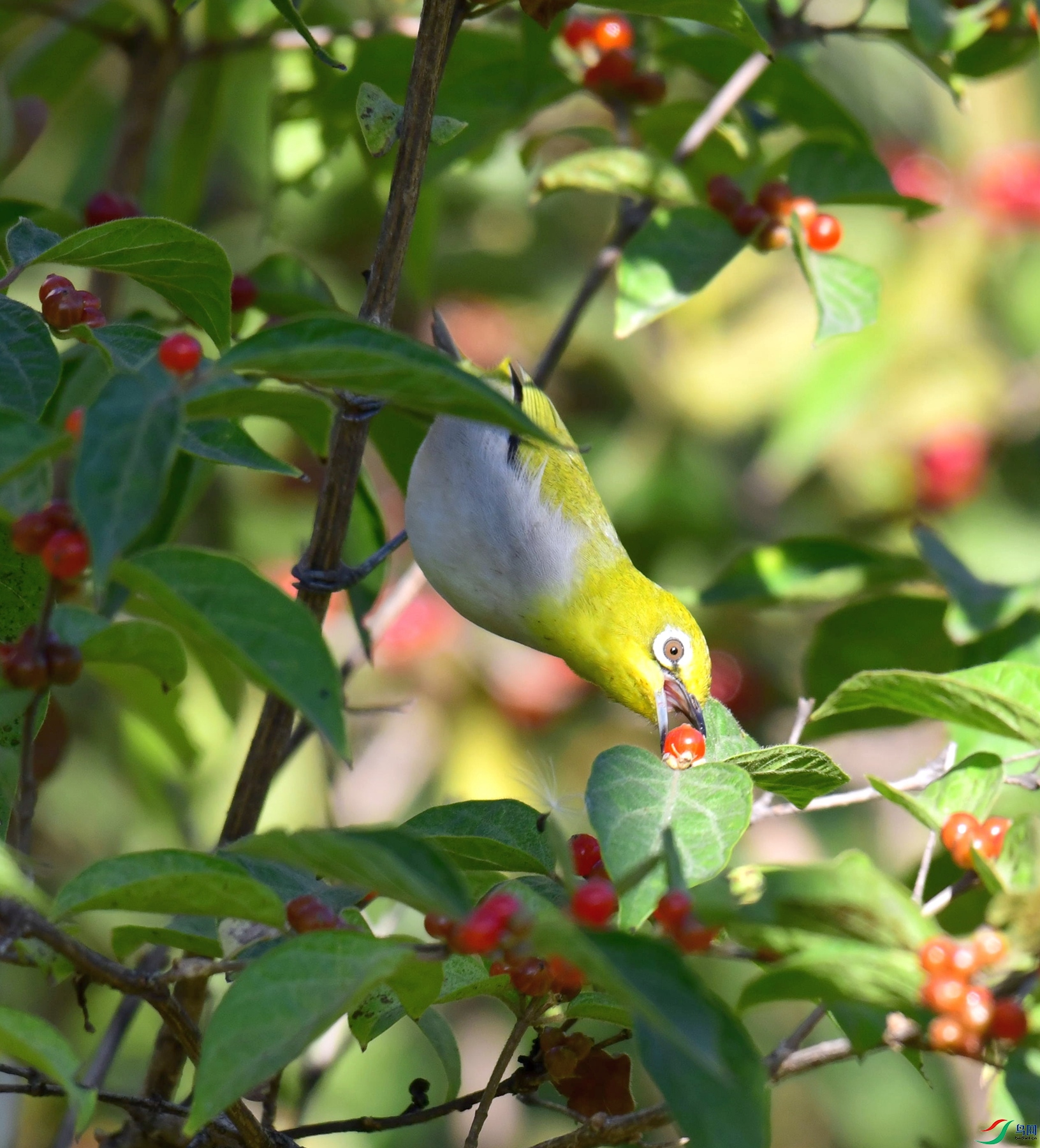 DSC_1446.jpg