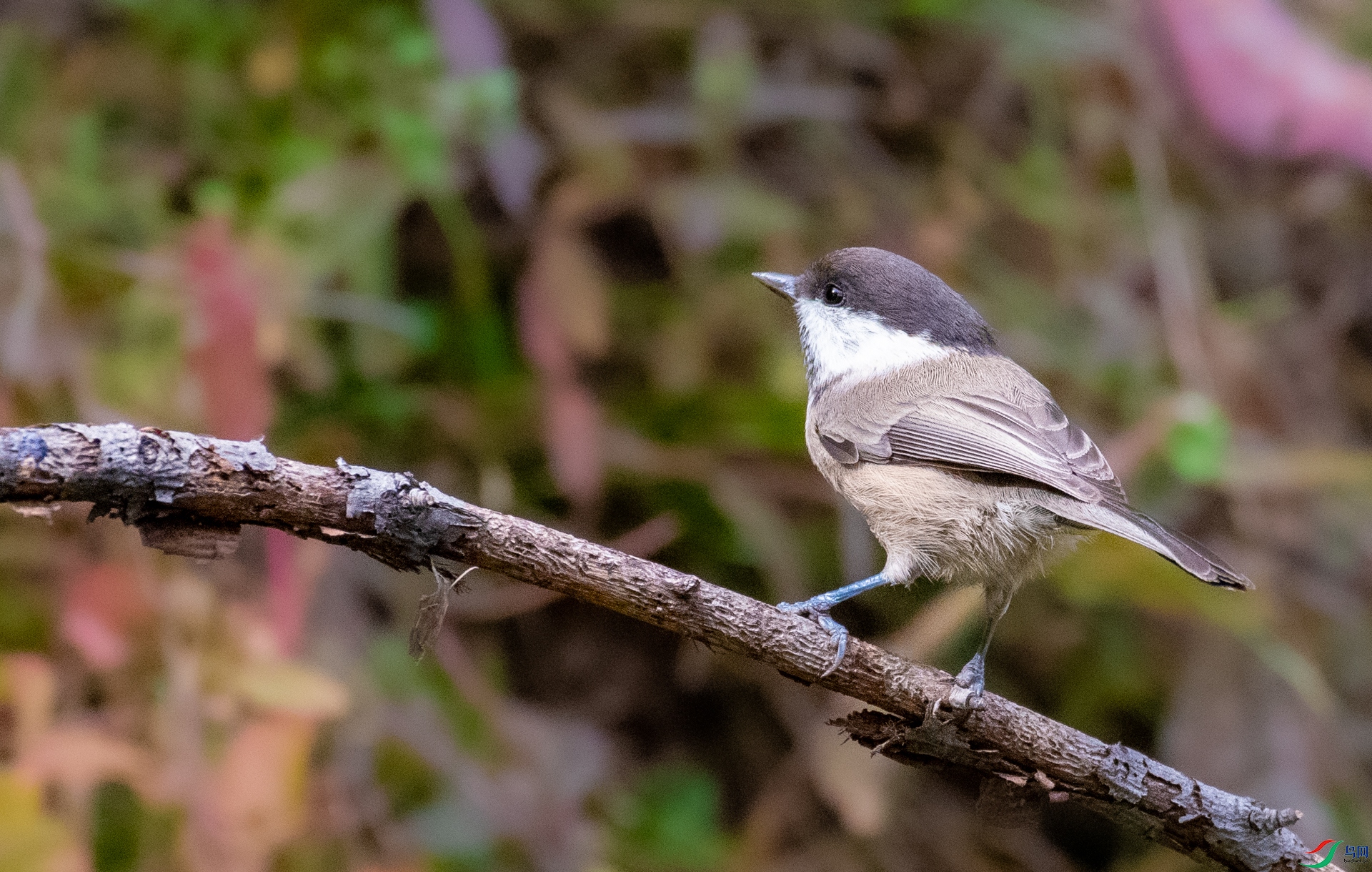 DSC_3310.jpg