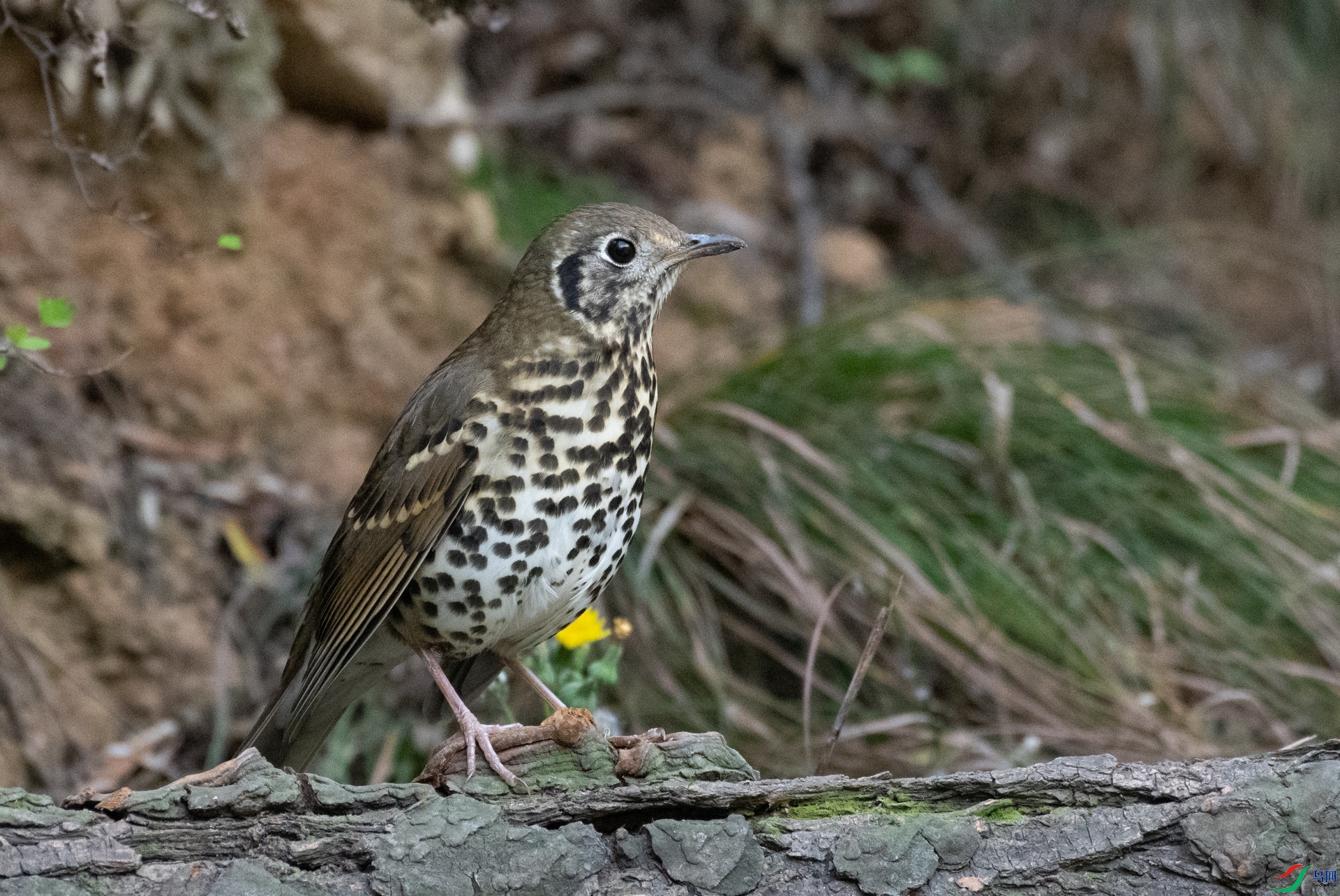 DSC_3569.jpg