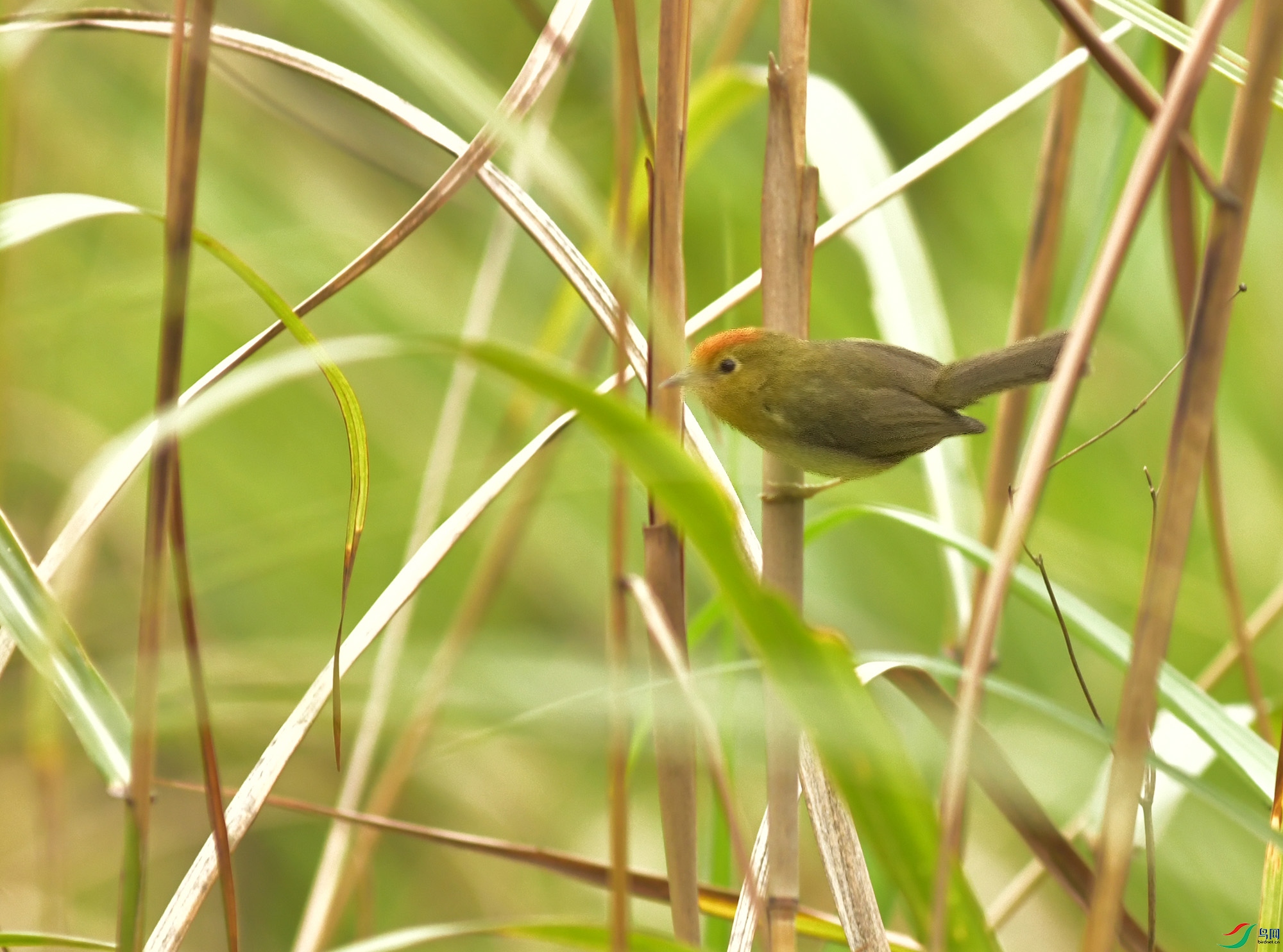 DSC_7084.JPG