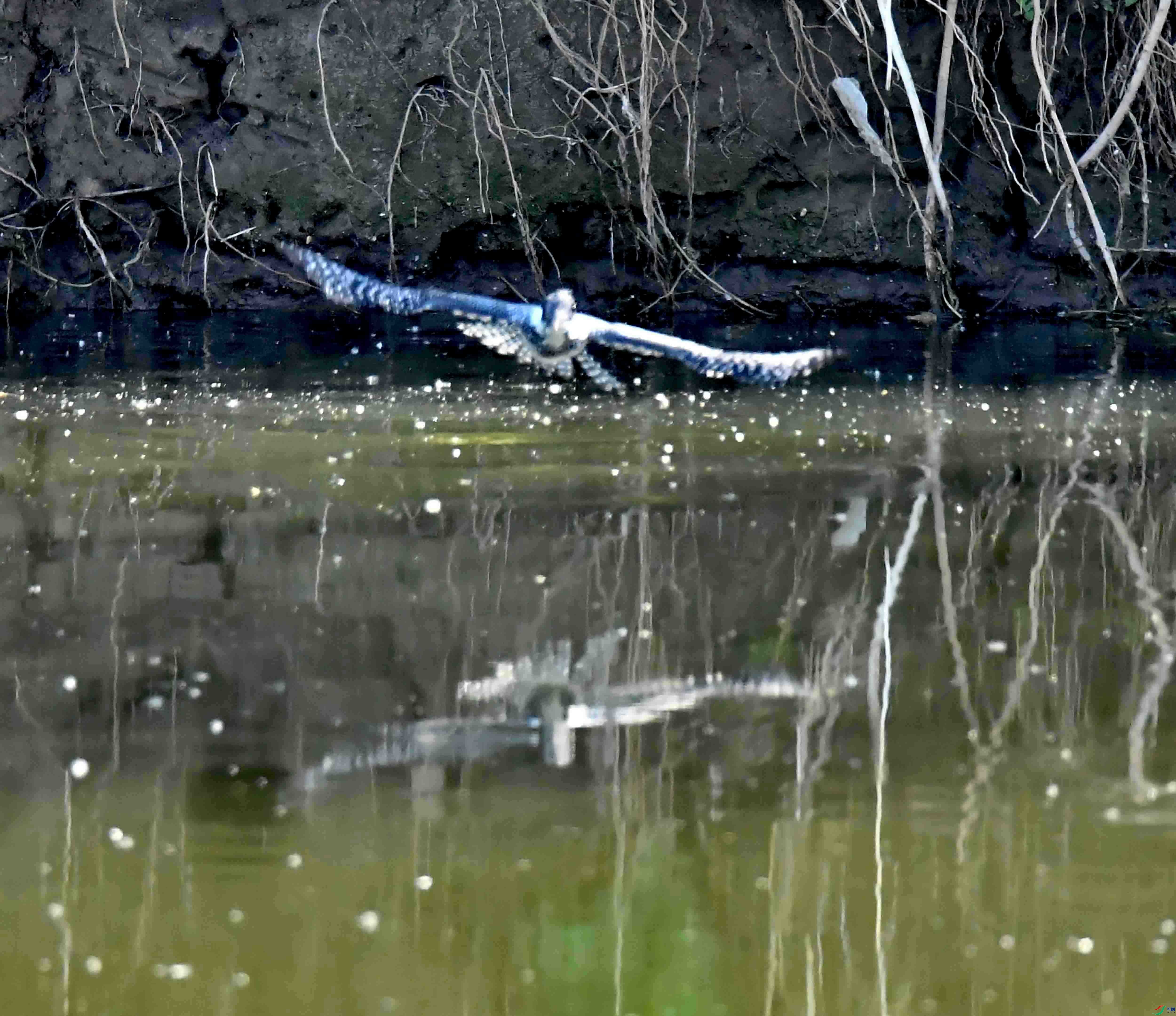 DSC_0214.JPG