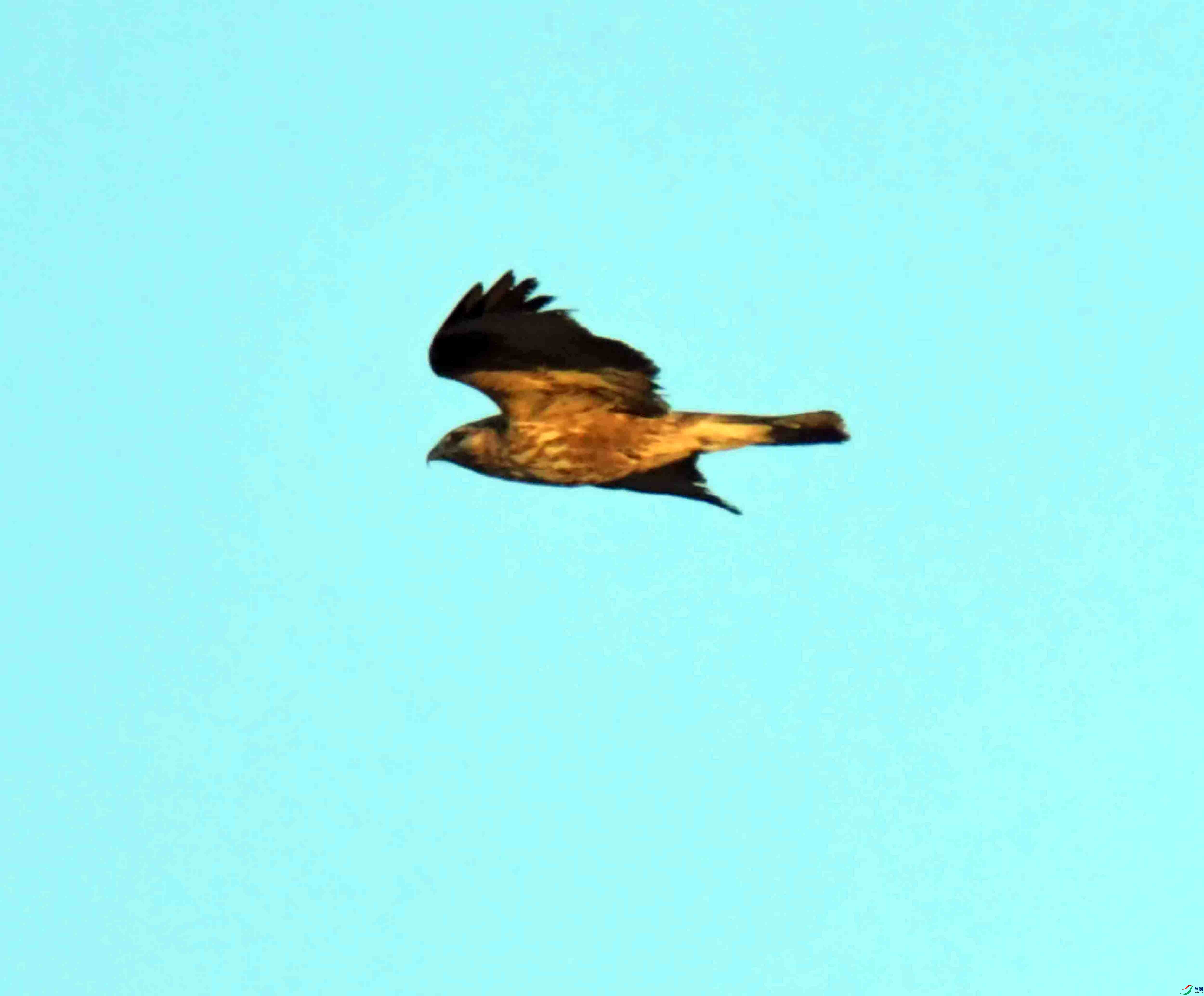 DSC_9457.JPG