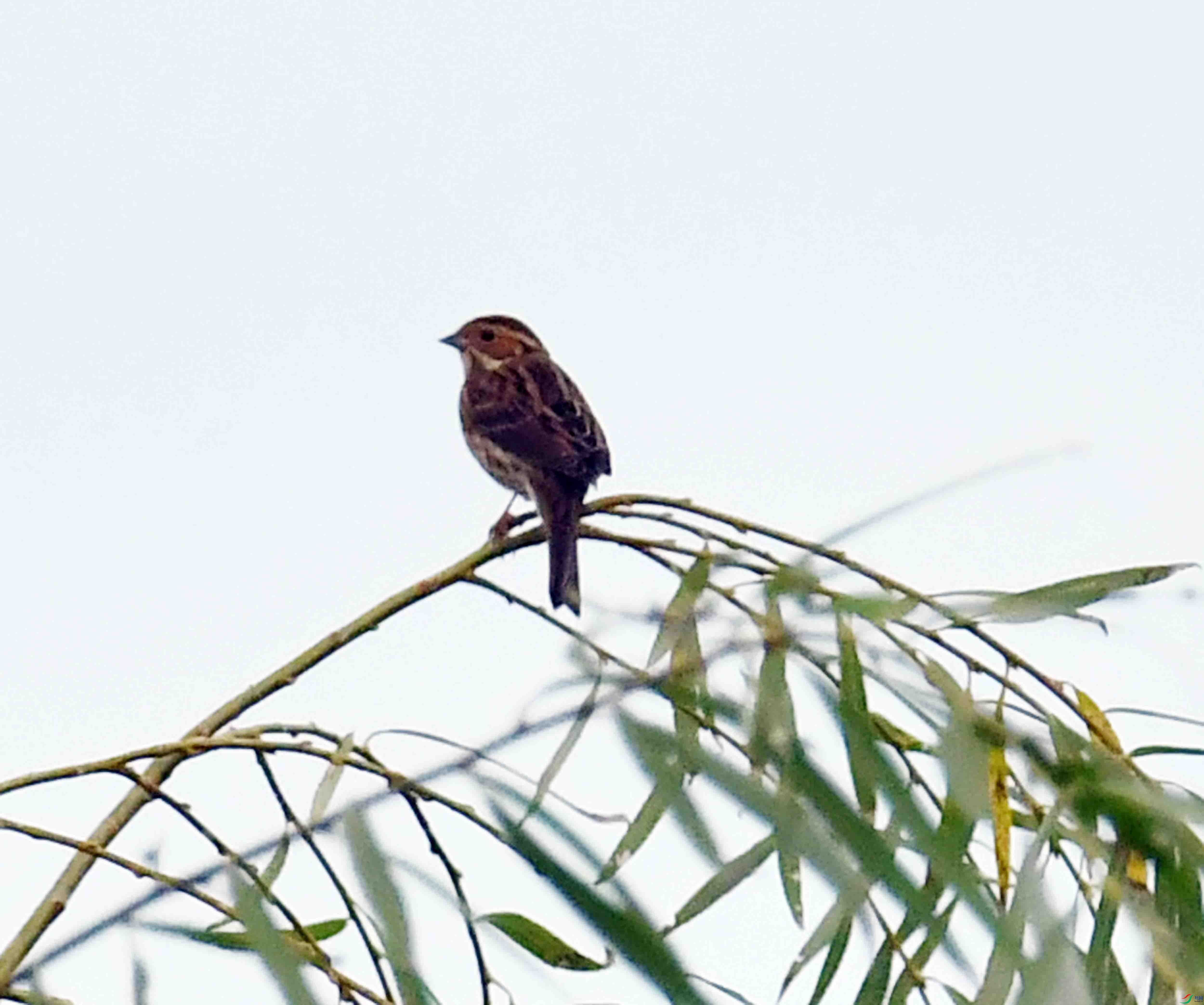 DSC_4453.JPG